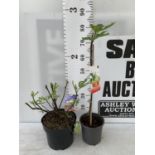 TWO FIGS ONE LITTLE MISS FIGGY IN A 5LTR POT APPROX 35CM IN HEIGHT AND FICUS CARICA IN A 2 LTR POT