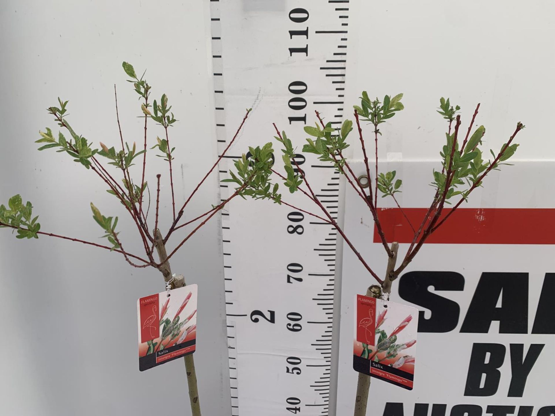 TWO STANDARD SALIX INTEGRA 'FLAMINGO' OVER 110CM IN HEIGHT IN 3 LTR POTS PLUS VAT TO BE SOLD FOR THE - Image 2 of 5