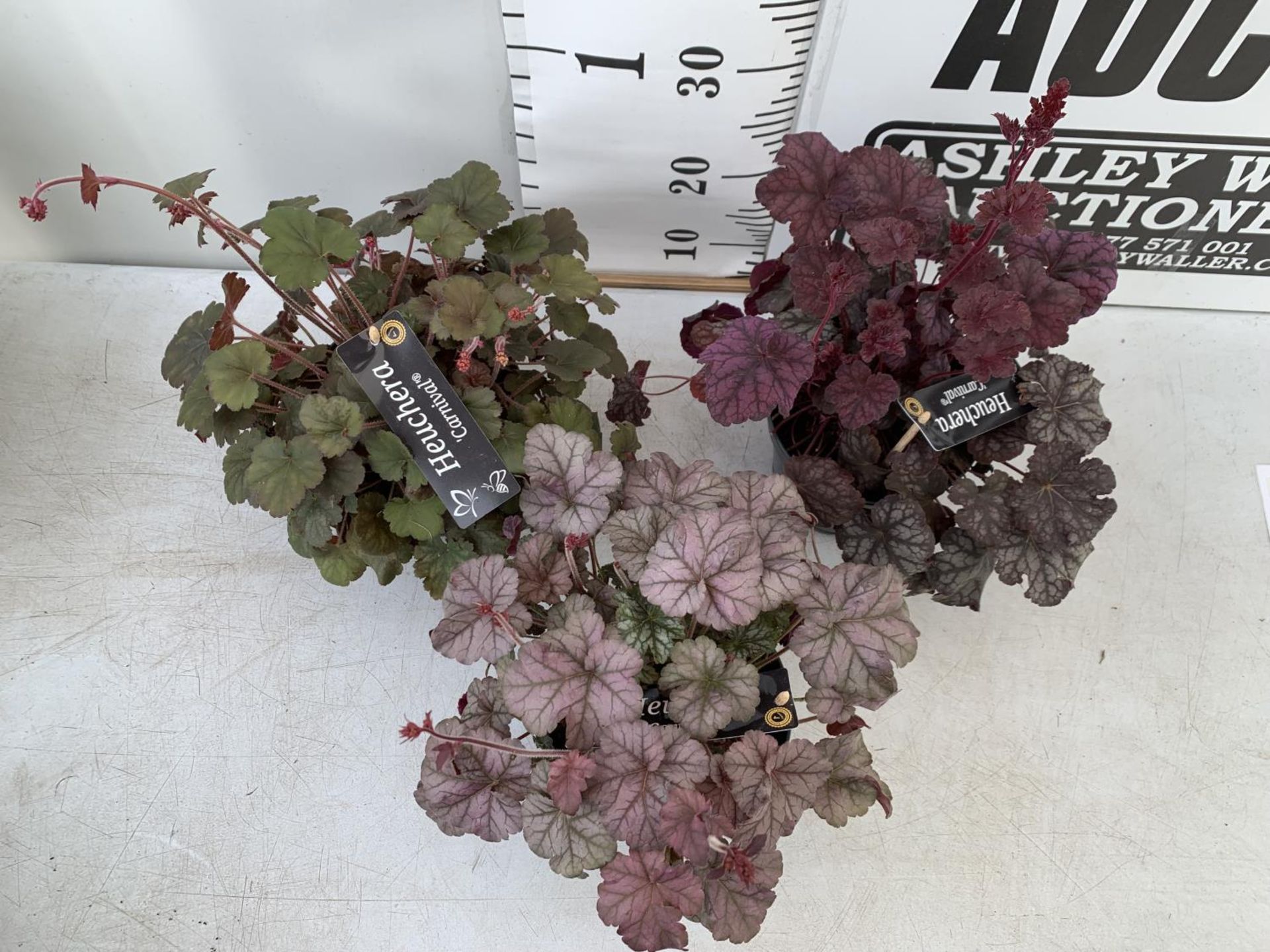 THREE MIXED HEUCHERA 'CARNIVAL' IN 2 LTR POTS PLUS VAT TO BE SOLD FOR THE THREE APPROX 35CM IN - Bild 2 aus 4