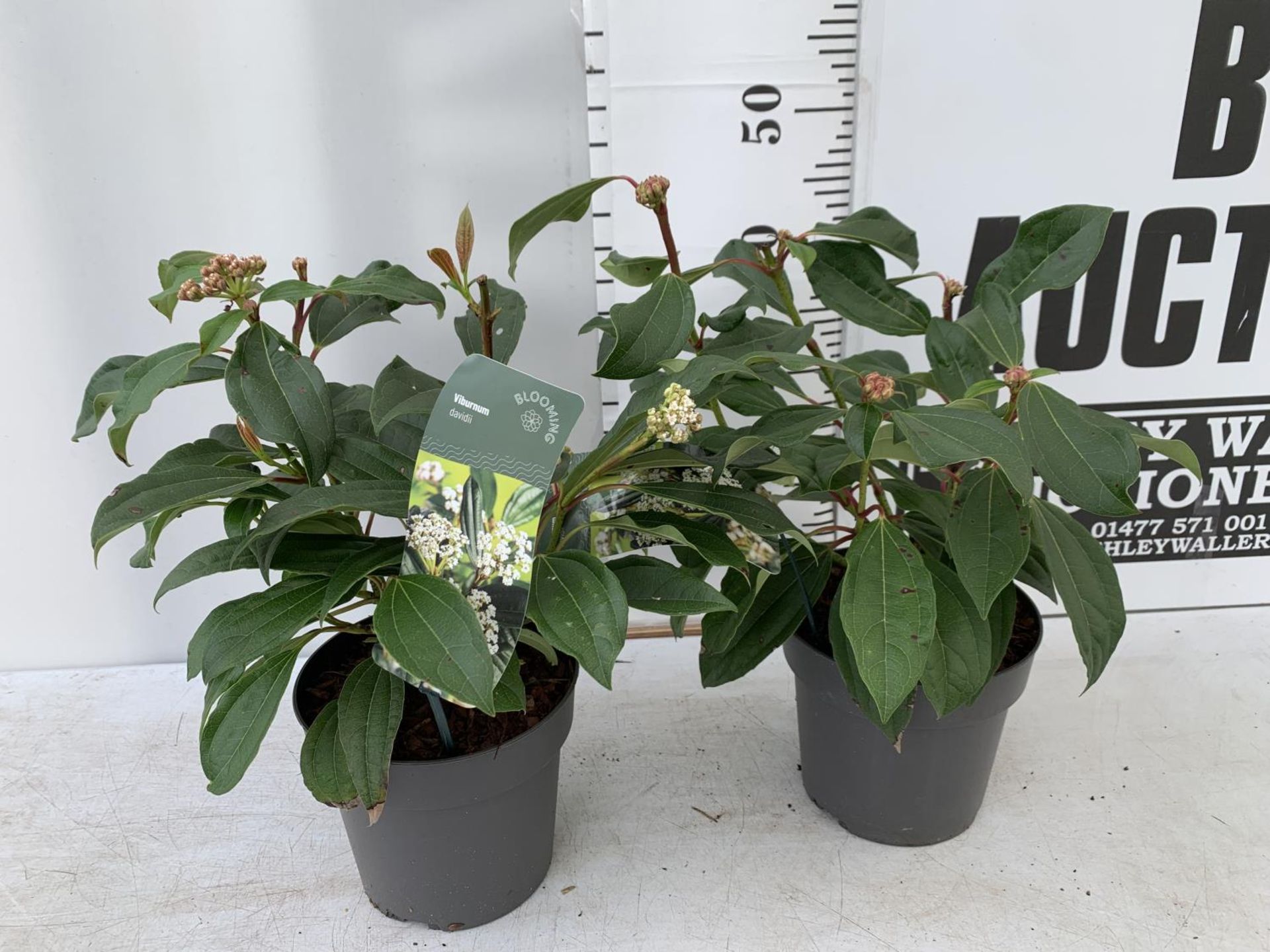 TWO VIBURNUM 'DAVIDII' IN 2LTR POTS APPROX 40CM IN HEIGHT TO BE SOLD FOR THE TWO PLUS VAT