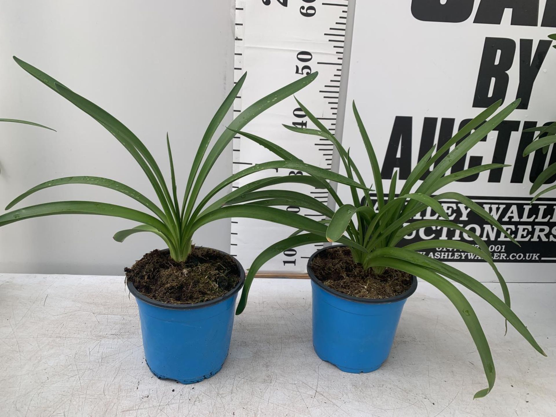 TWO AGAPANTHUS AFRICANUS IN 2 LTR POTS APPROX 50CM IN HEIGHT PLUS VAT TO BE SOLD FOR THE TWO