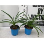 TWO AGAPANTHUS AFRICANUS IN 2 LTR POTS APPROX 50CM IN HEIGHT PLUS VAT TO BE SOLD FOR THE TWO