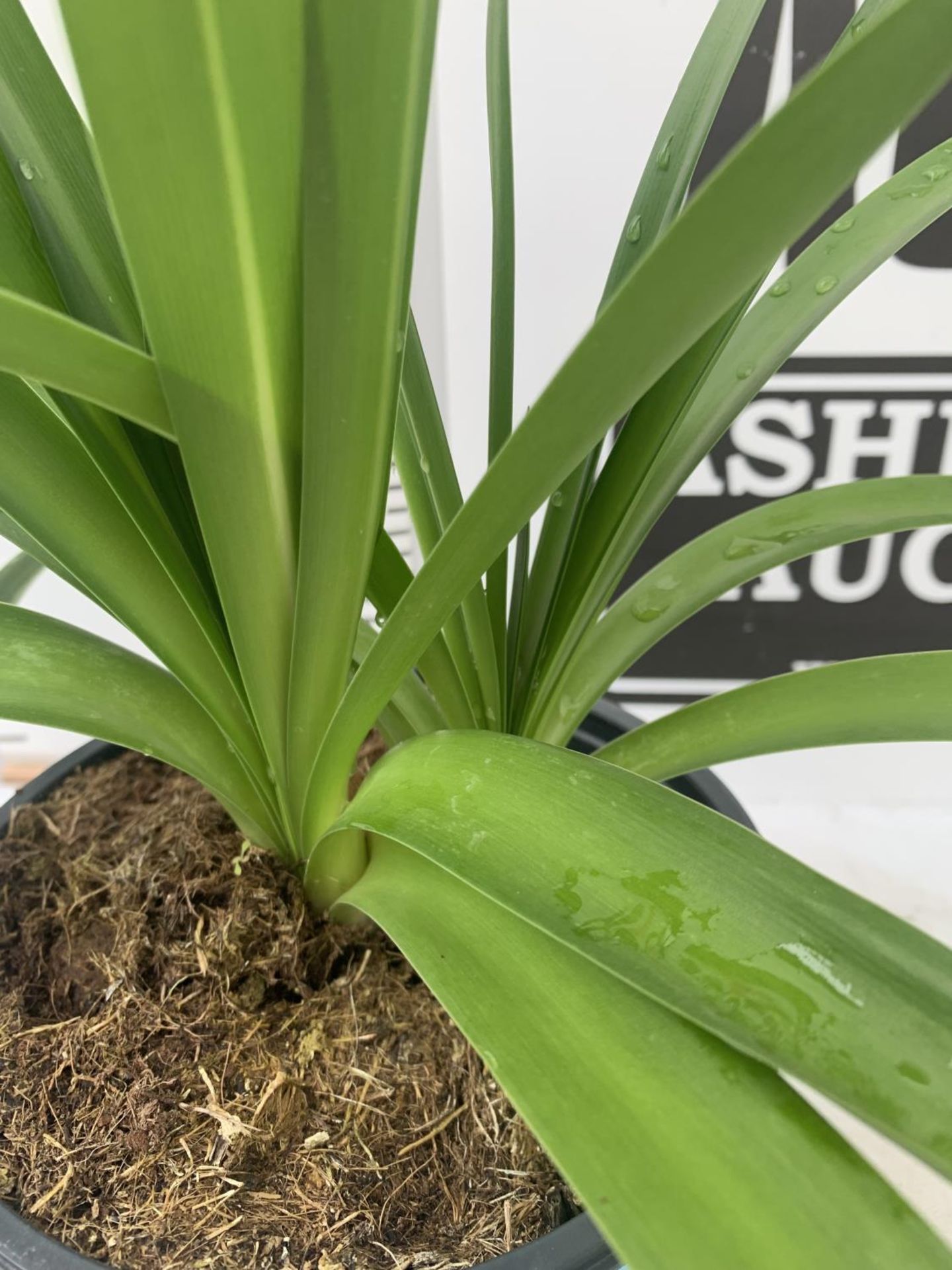 TWO AGAPANTHUS AFRICANUS IN 2 LTR POTS APPROX 50CM IN HEIGHT PLUS VAT TO BE SOLD FOR THE TWO - Image 4 of 4