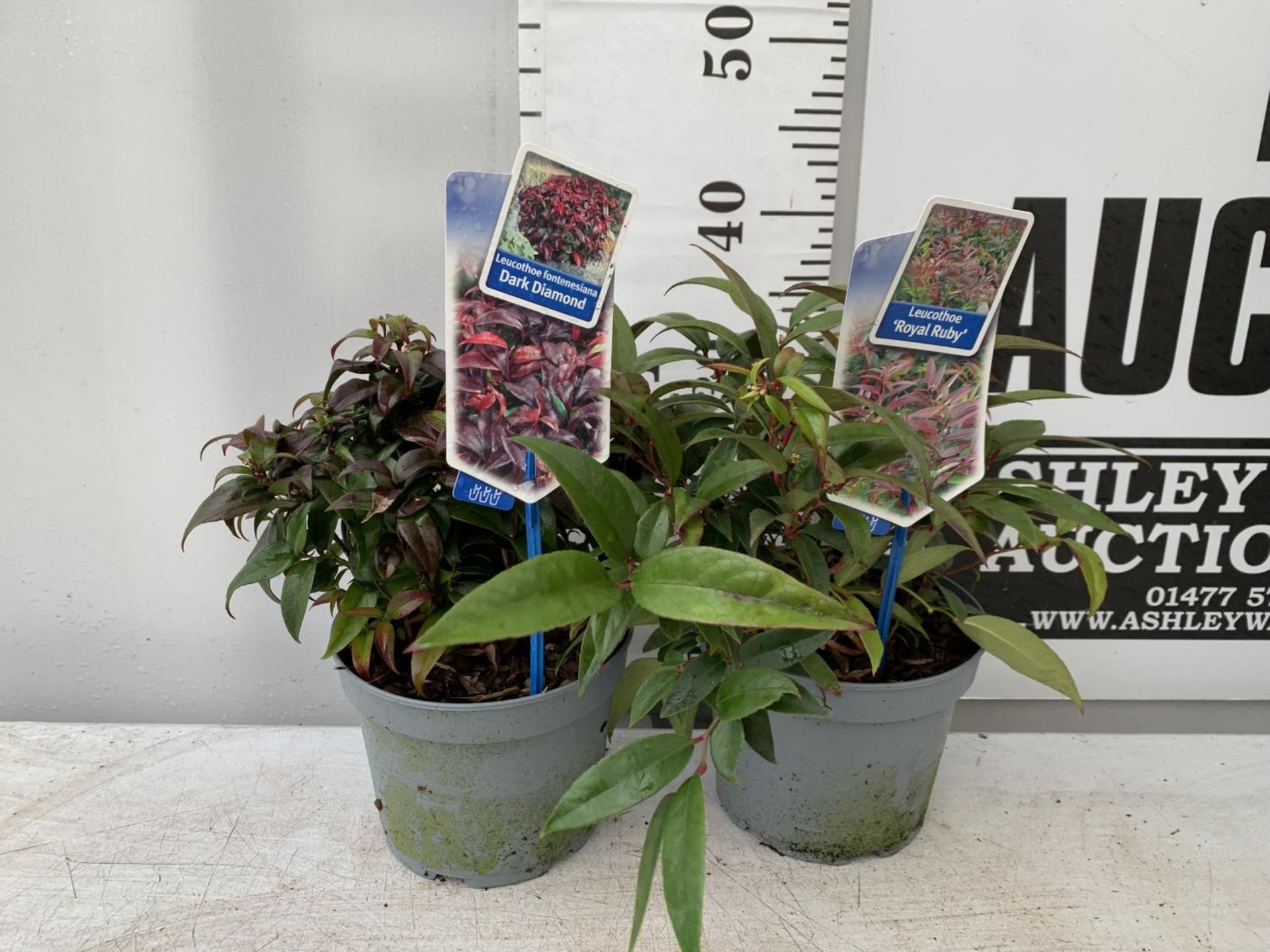 TWO LEUCOTHOE 'ROYAL RUBY' AND 'DARK DIAMOND' IN 2 LTR POTS 35CM TALL PLUS VAT TO BE SOLD FOR THE