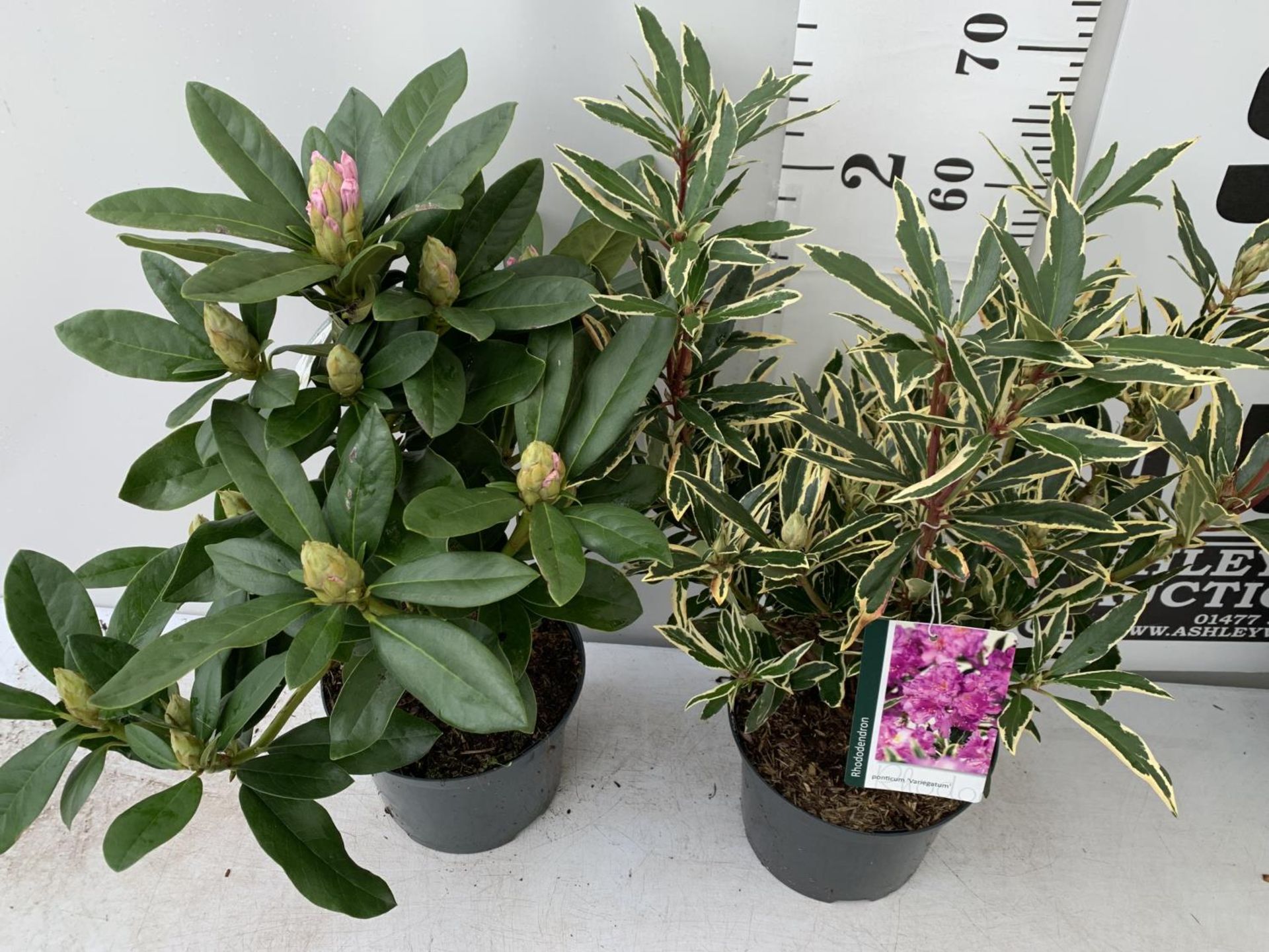 TWO RHODODENDRON CUNNINGHAM'S WHITE AND PONTICUM VARIGATUM IN 5 LTR POTS 70CM TALL PLUS VAT TO BE - Image 2 of 6