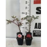 TWO PAEONIA SUFFRUCTICOSA JAPANESE TREE PAEONIES IN RED AND PINK IN 1 LTR POTS HEIGHT 55CM PLUS