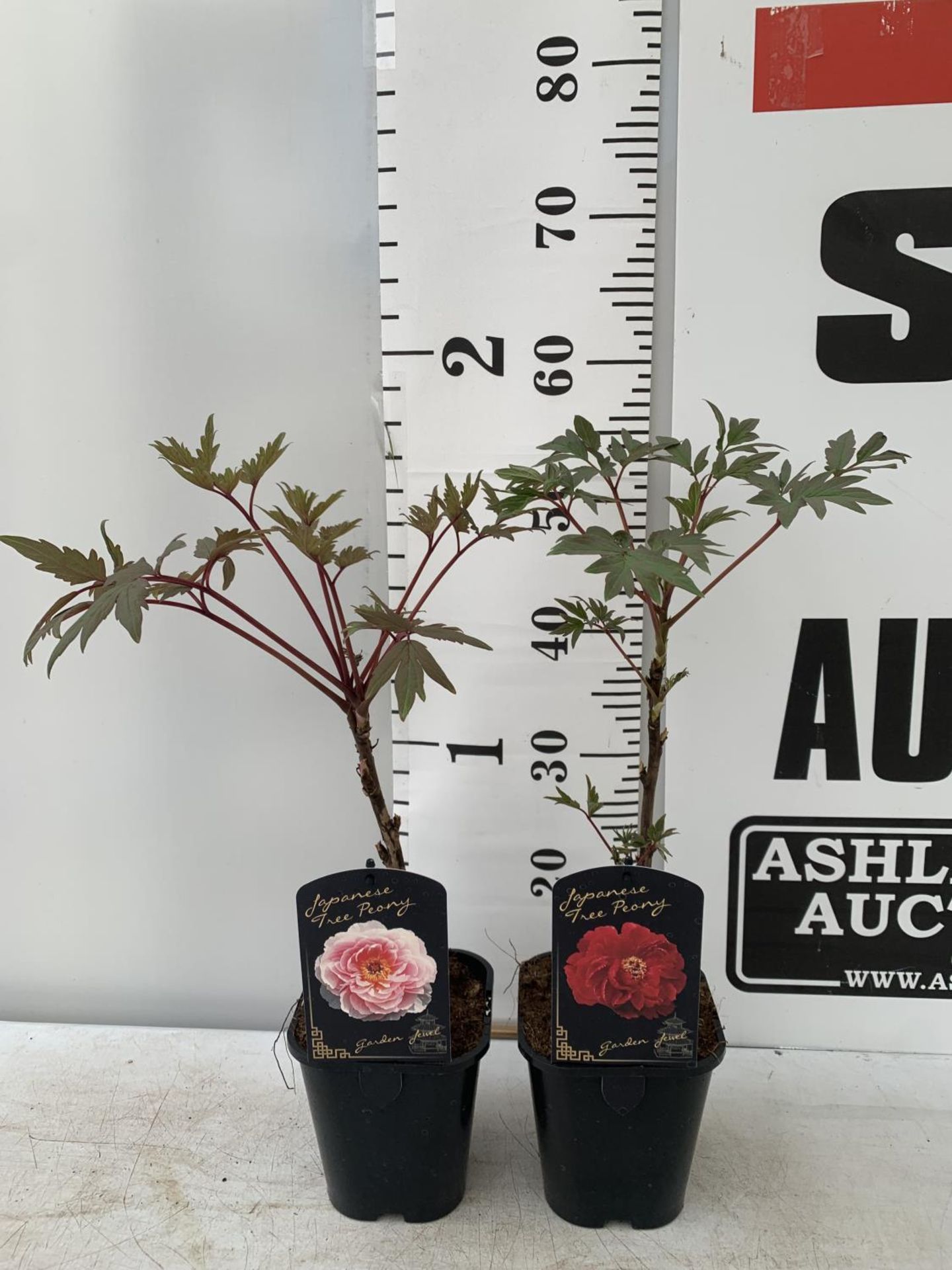 TWO PAEONIA SUFFRUCTICOSA JAPANESE TREE PAEONIES IN RED AND PINK IN 1 LTR POTS HEIGHT 55CM PLUS