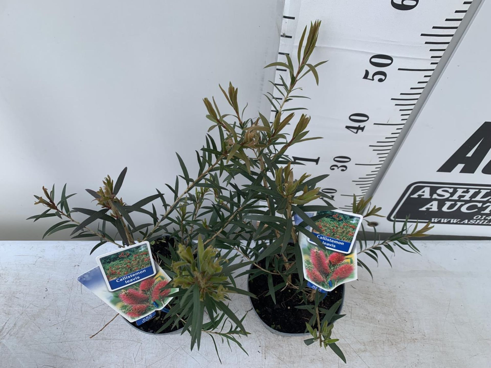 TWO CALLISTEMON LAEVIS IN 2 LTR POTS 50CM IN HEIGHT PLUS VAT TO BE SOLD FOR THE TWO - Image 2 of 4