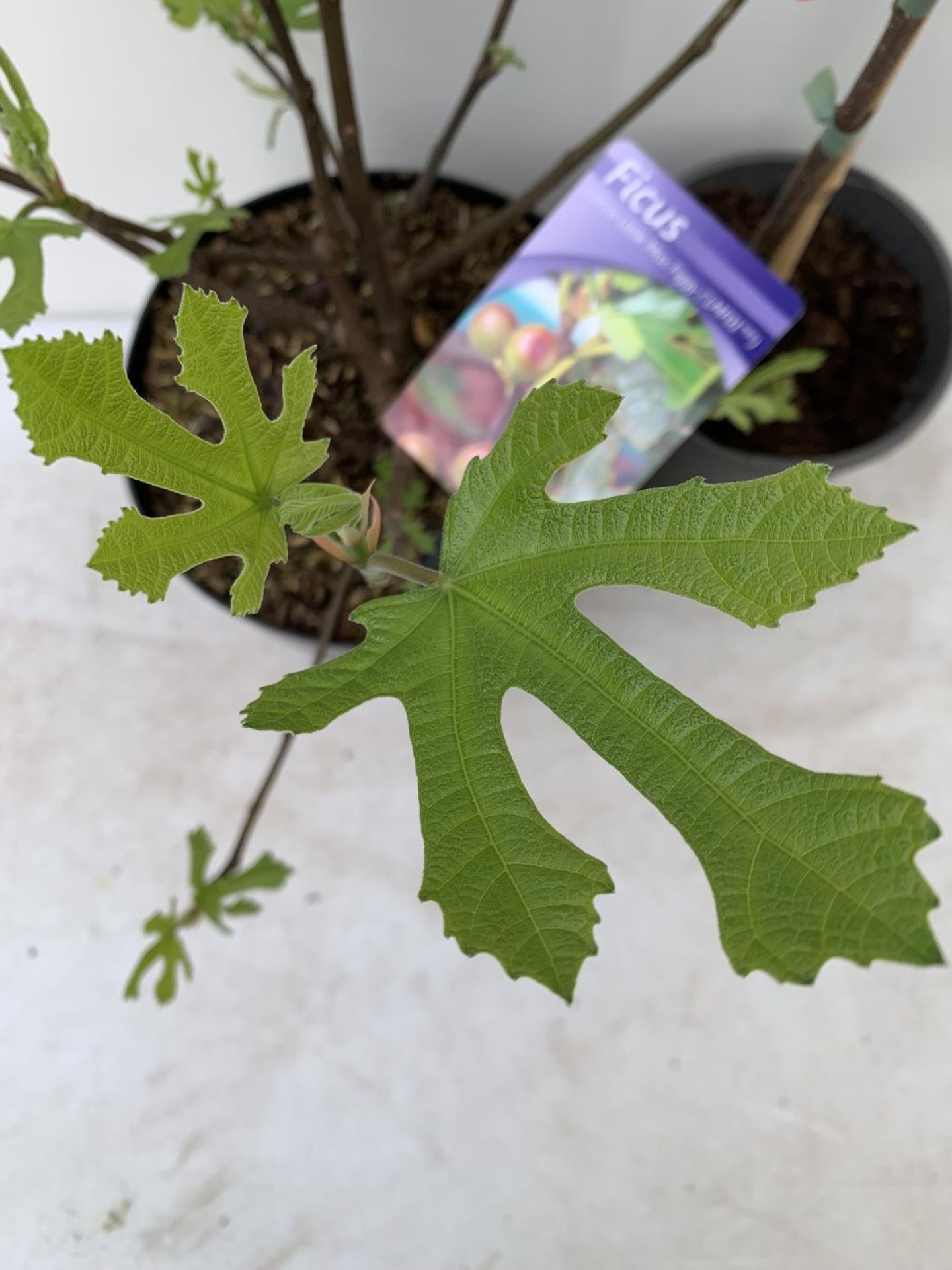 TWO FIGS ONE LITTLE MISS FIGGY IN A 5LTR POT APPROX 35CM IN HEIGHT AND FICUS CARICA IN A 2 LTR POT - Image 6 of 6