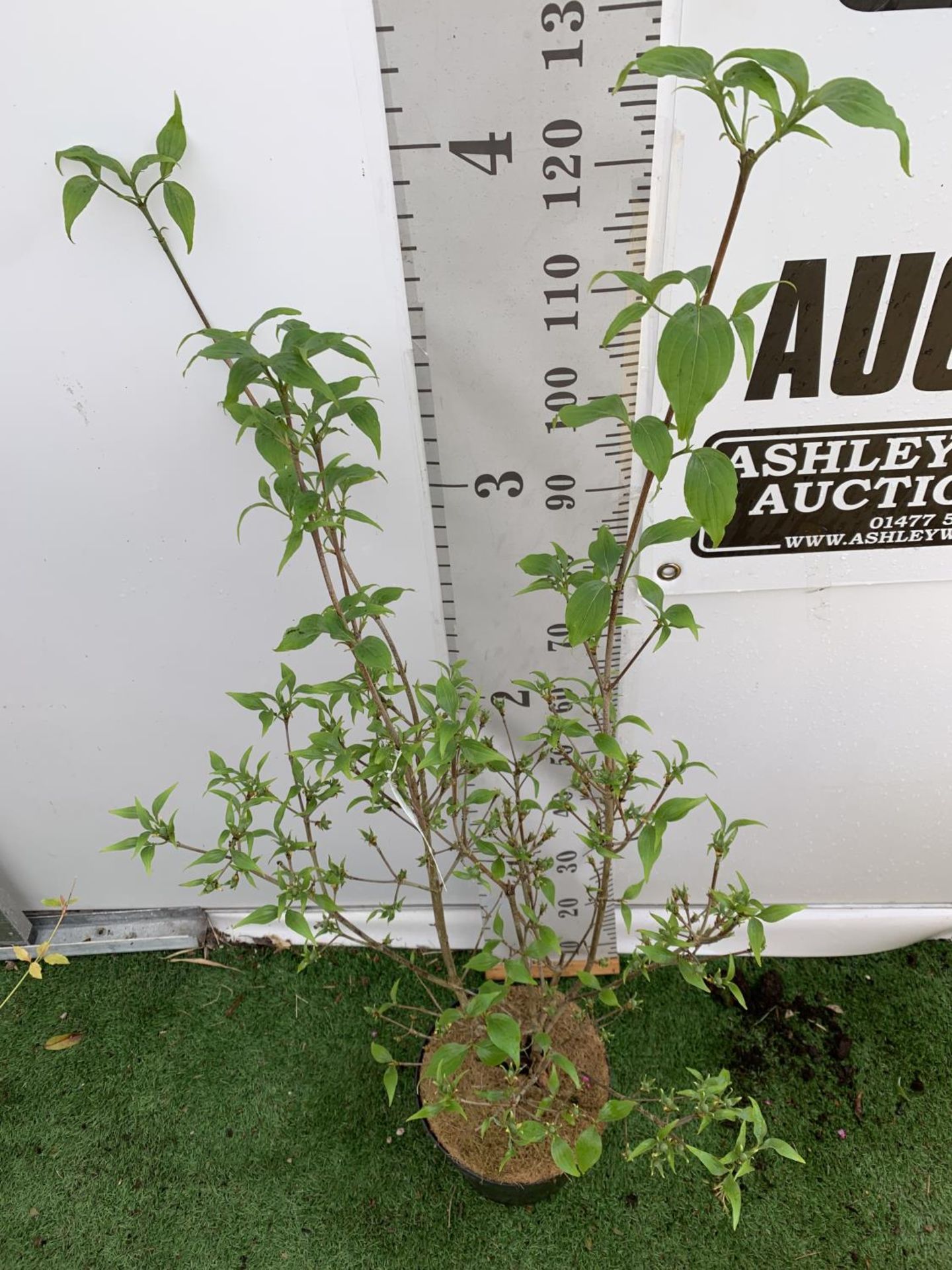 ONE CORNUS KOUSA 'CHINA GIRL' TREE APPROX 130CM IN HEIGHT IN A 7 LTR POT PLUS VAT - Image 3 of 7