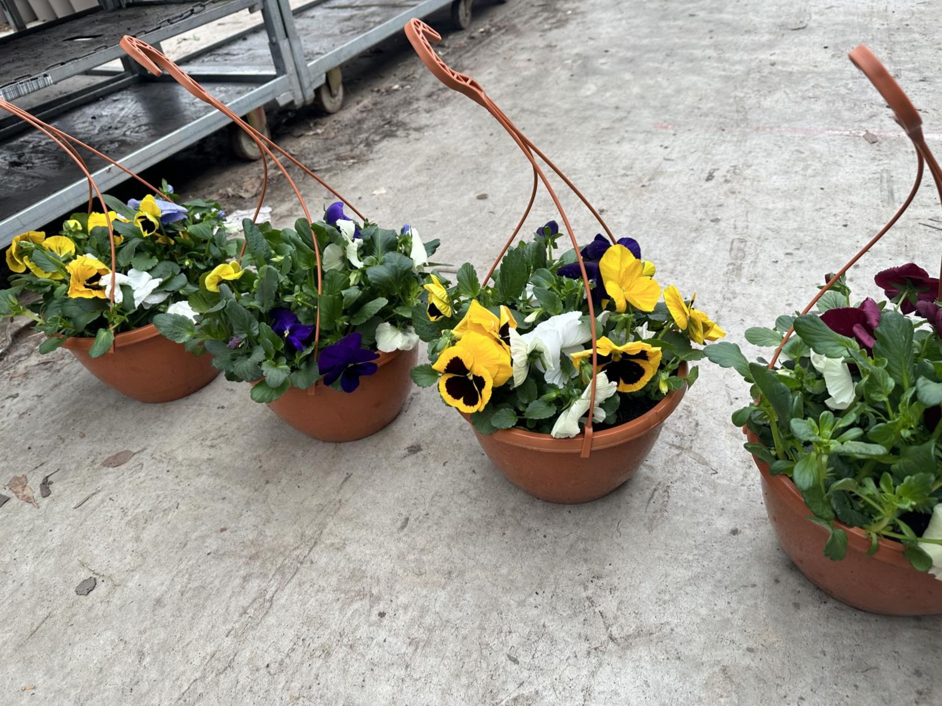 FIVE PANSY HANGING BASKETS TO BE SOLD FOR THE FIVE PLUS VAT - Image 3 of 3