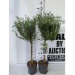 TWO ROSEMARY OFFICINALIS STANDARD TREES APPROX 110CM IN HEIGHT IN 3LTR POTS NO VAT TO BE SOLD FOR
