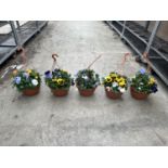 FIVE PANSY HANGING BASKETS TO BE SOLD FOR THE FIVE PLUS VAT