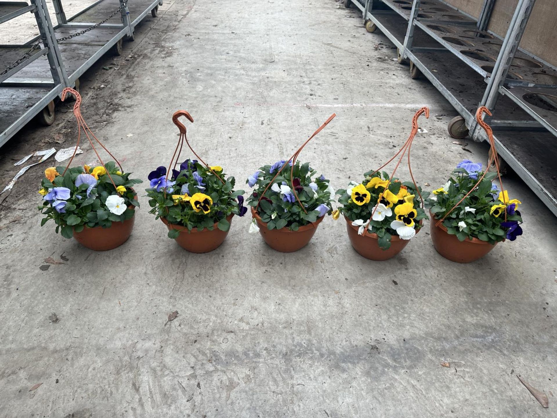 FIVE PANSY HANGING BASKETS TO BE SOLD FOR THE FIVE PLUS VAT