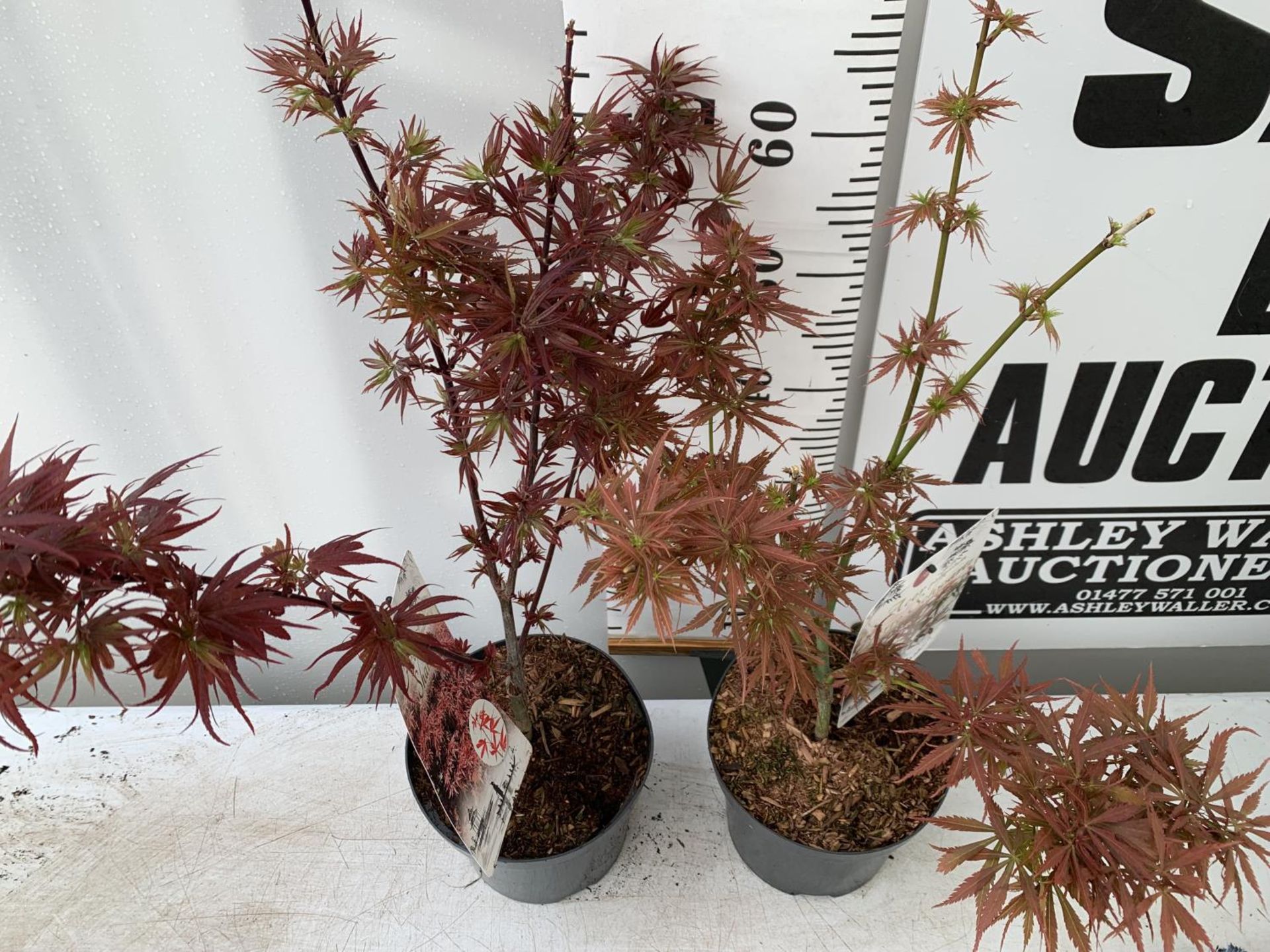 TWO ACER PALMATUMS 'SHAINA' AND 'JERRE SCHWARTZ' APPROX 80CM IN HEIGHT IN 3 LTR POTS PLUS VAT TO - Image 4 of 11