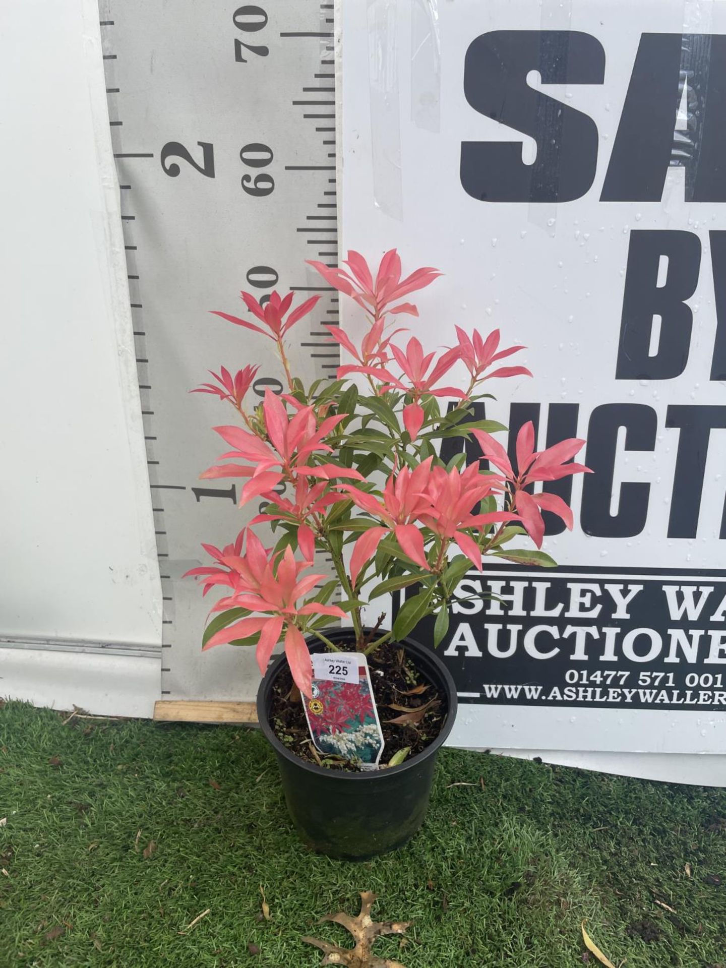 FIVE PIERIS FOREST FLAME 50-60CM TO BE SOLD FOR THE FIVE PLUS VAT - Image 4 of 4