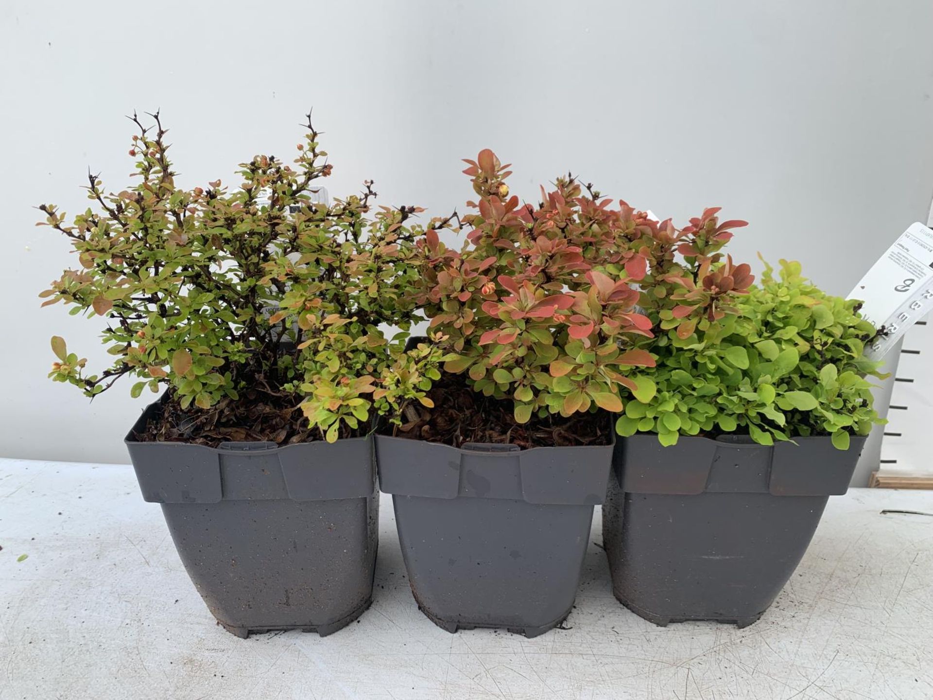 THREE ASSORTED BERBERIS THUNBERGII IN 2 LTR POTS PLUS VAT APPROX 30CM IN HEIGHT - Image 7 of 7