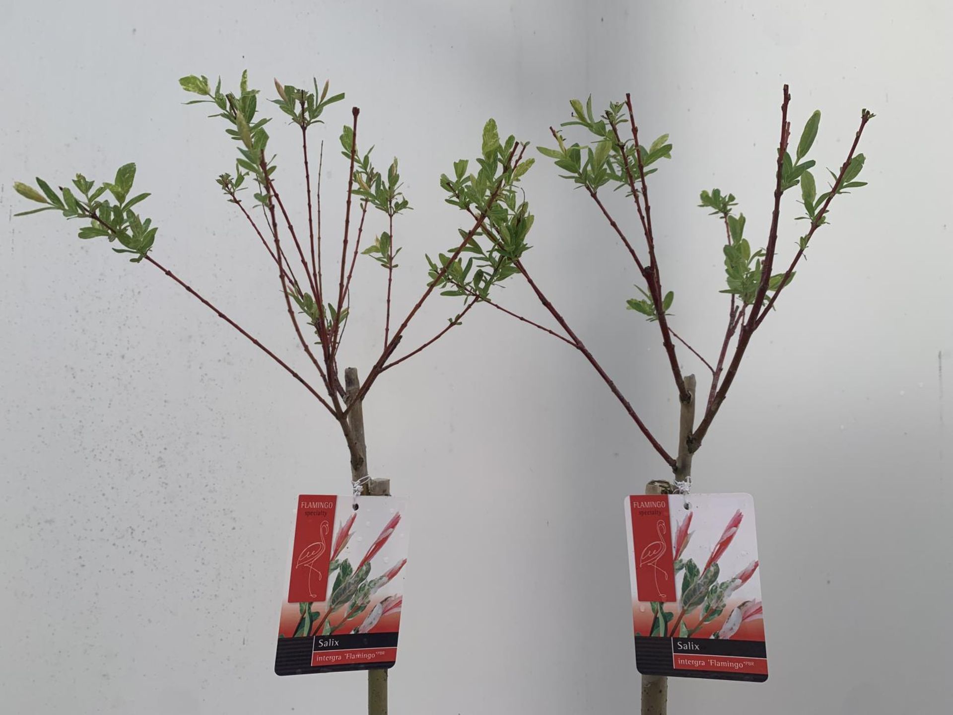 TWO STANDARD SALIX INTEGRA 'FLAMINGO' OVER 110CM IN HEIGHT IN 3 LTR POTS PLUS VAT TO BE SOLD FOR THE - Image 3 of 5
