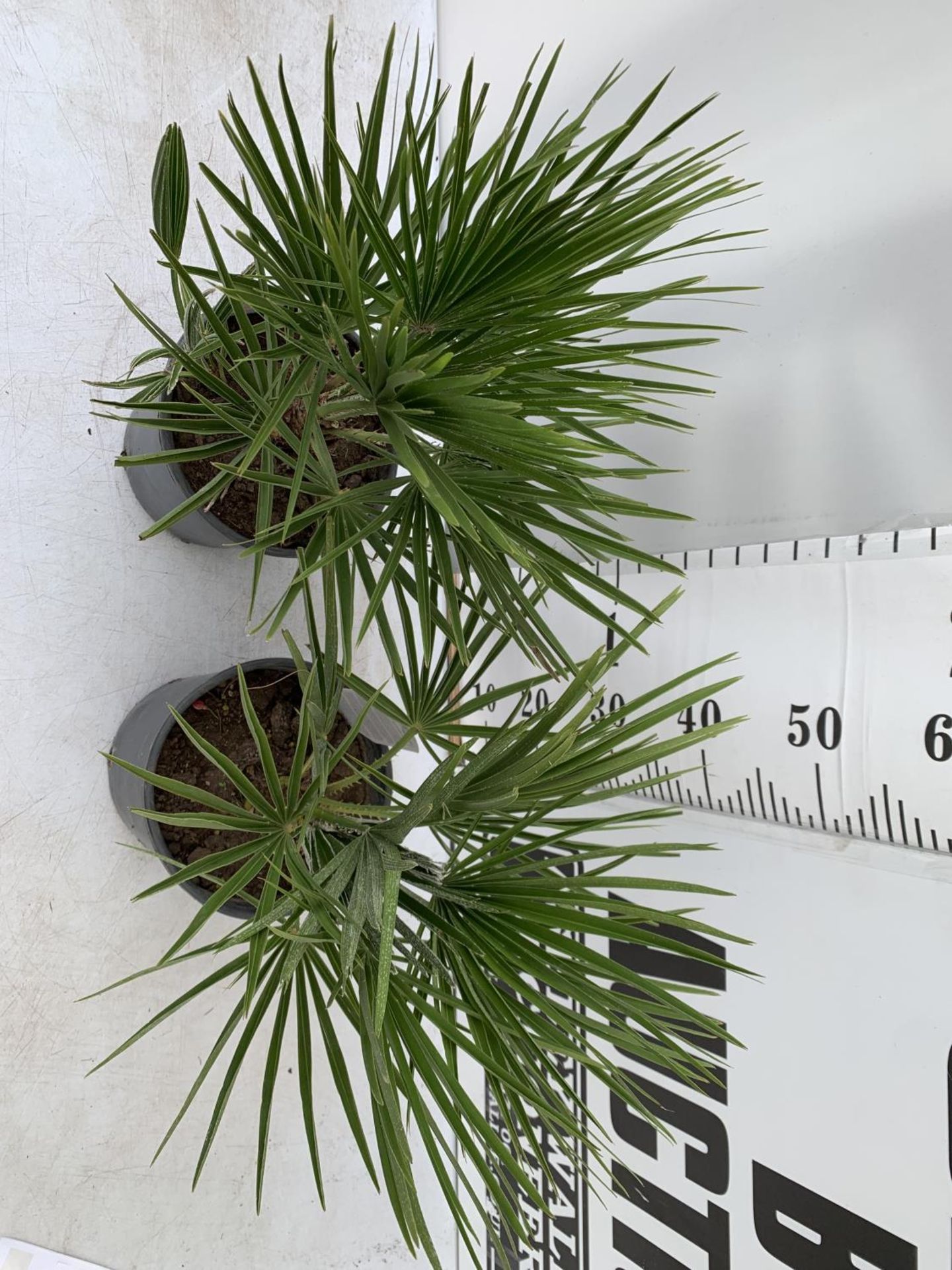 TWO CHAMAEROPS HUMILIS HARDY IN 3 LTR POTS APPROX 60CM IN HEIGHT PLUS VAT TO BE SOLD FOR THE TWO - Image 2 of 5