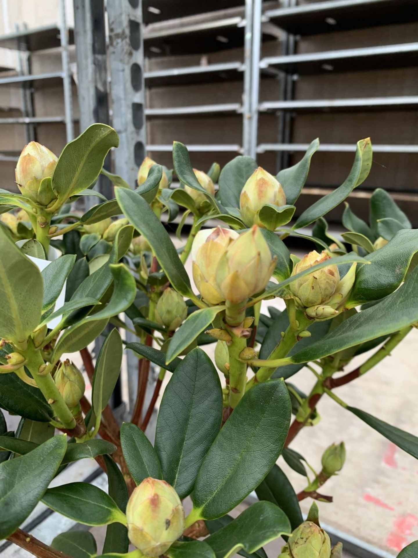 THREE RHODODENDRON NANCY EVANS IN 3 LTR POTS HEIGHT 50CM TO BE SOLD FOR THE THREE PLUS VAT - Image 3 of 6