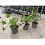 THREE AZALEA SUNTE NECTARINE YELLOW IN 5 LTR POTS HEIGHT 60CM TO BE SOLD FOR THE THREE PLUS VAT