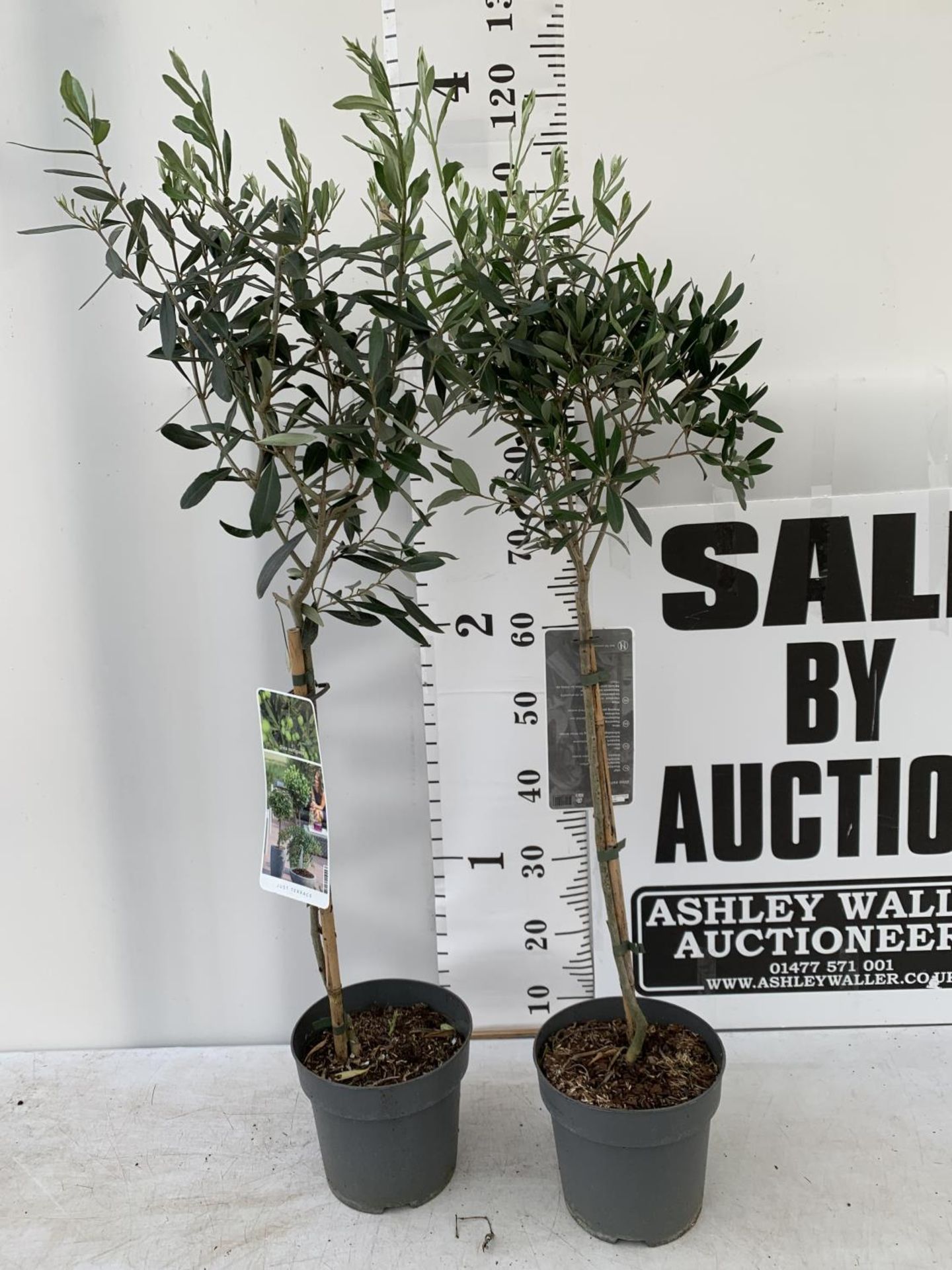 TWO OLIVE EUROPEA STANDARD TREES APPROX 120CM IN HEIGHT IN 3LTR POTS NO VAT TO BE SOLD FOR THE TWO - Image 2 of 6