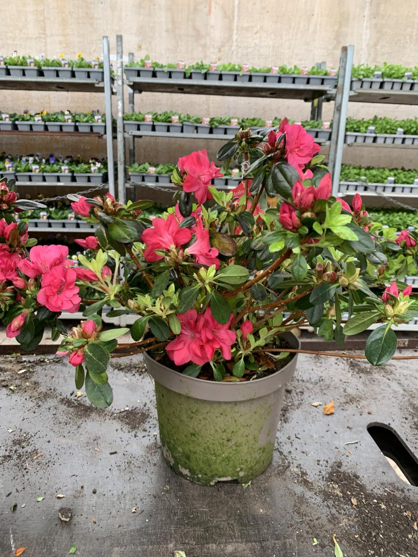 THREE AZALEA JAPONICA MOEDERKENSDAG IN 2 LTR POTS TO BE SOLD FOR THE THREE PLUS VAT - Image 2 of 5