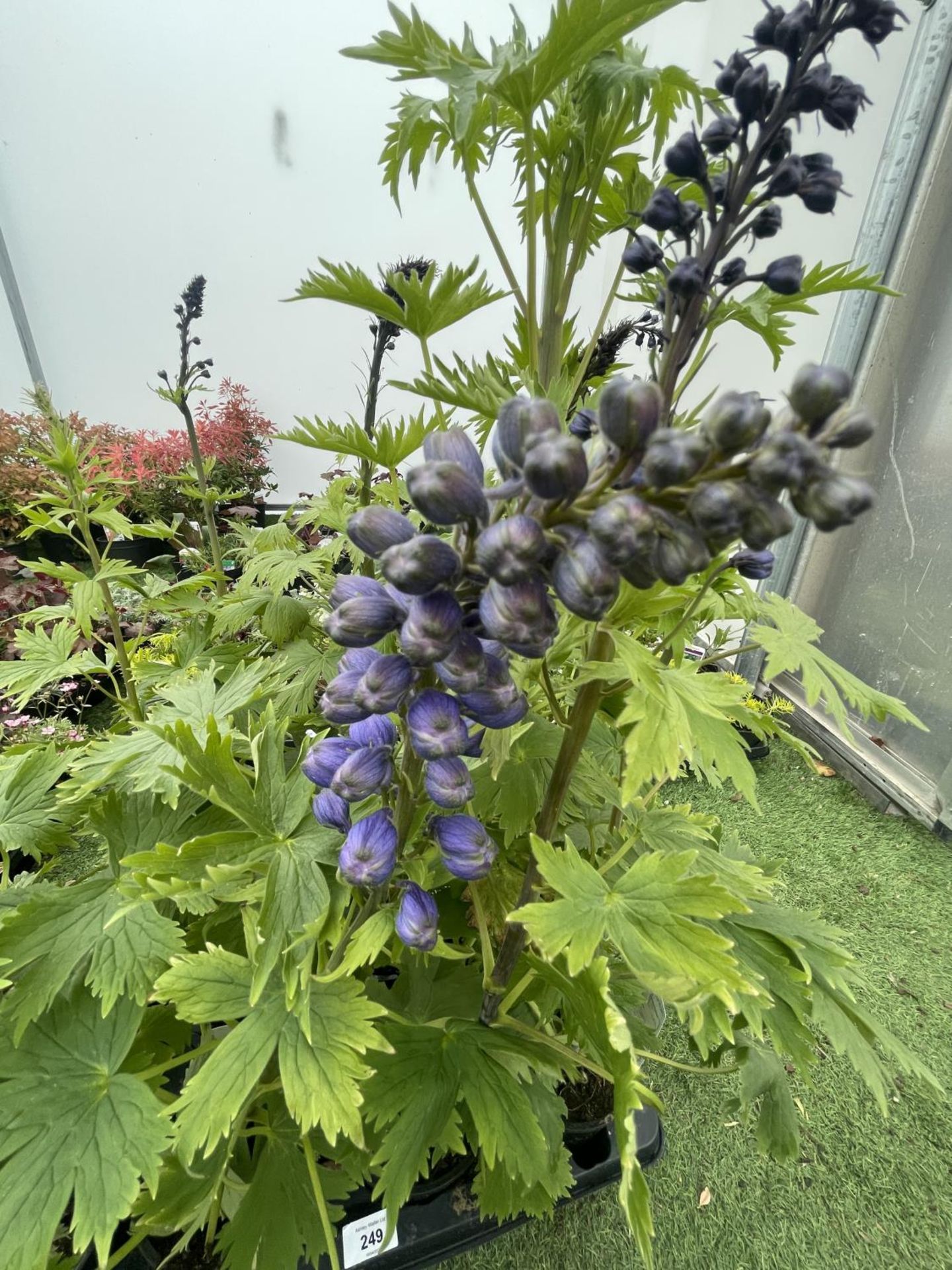 EIGHT DELPHINIUM MAGIC FOUNTAIN MID BLUE/WHITE BEE TO BE SOLD FOR THE EIGHT PLUS VAT - Image 2 of 5