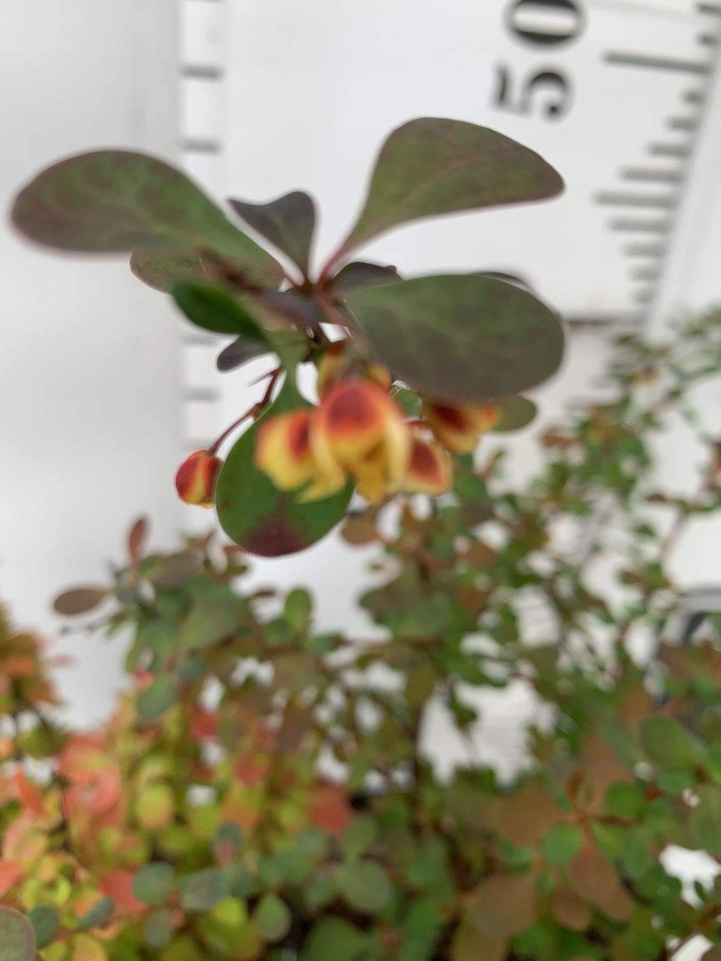 THREE ASSORTED BERBERIS THUNBERGII 'HARLEQUIN, TINY GOLD AND RUBY STAR' IN 2 LTR POTS PLUS VAT - Bild 3 aus 6