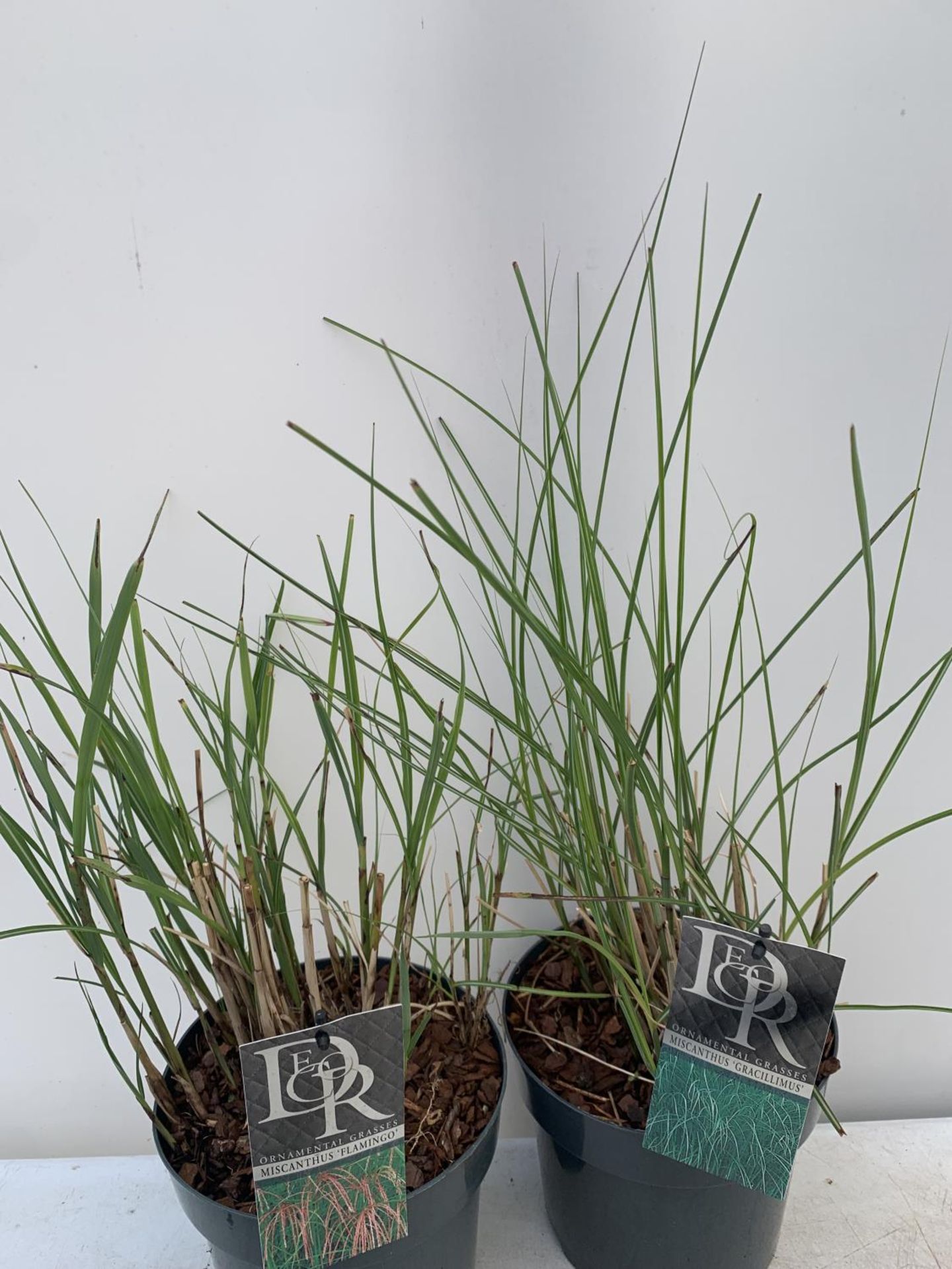 TWO ORNAMENTAL GRASSES 'MISCANTHUS FLAMINGO' AND 'MISCANTHUS GRACILLIMUS' IN 10 LTR POTS APPROX 60CM - Image 3 of 6