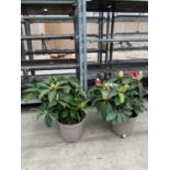 TWO RHODODENDRON XXL PINK/WHITE IN 7.5 LTR POTS HEIGHT 60-70CM TO BE SOLD FOR THE TWO PLUS VAT