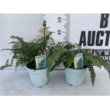 TWO FERNS POLYSTICHUM 'JADE' AND DRYOPTERIS ERYTHROSORA IN 2 LTR POTS APPROX 40CM IN HEIGHT PLUS VAT