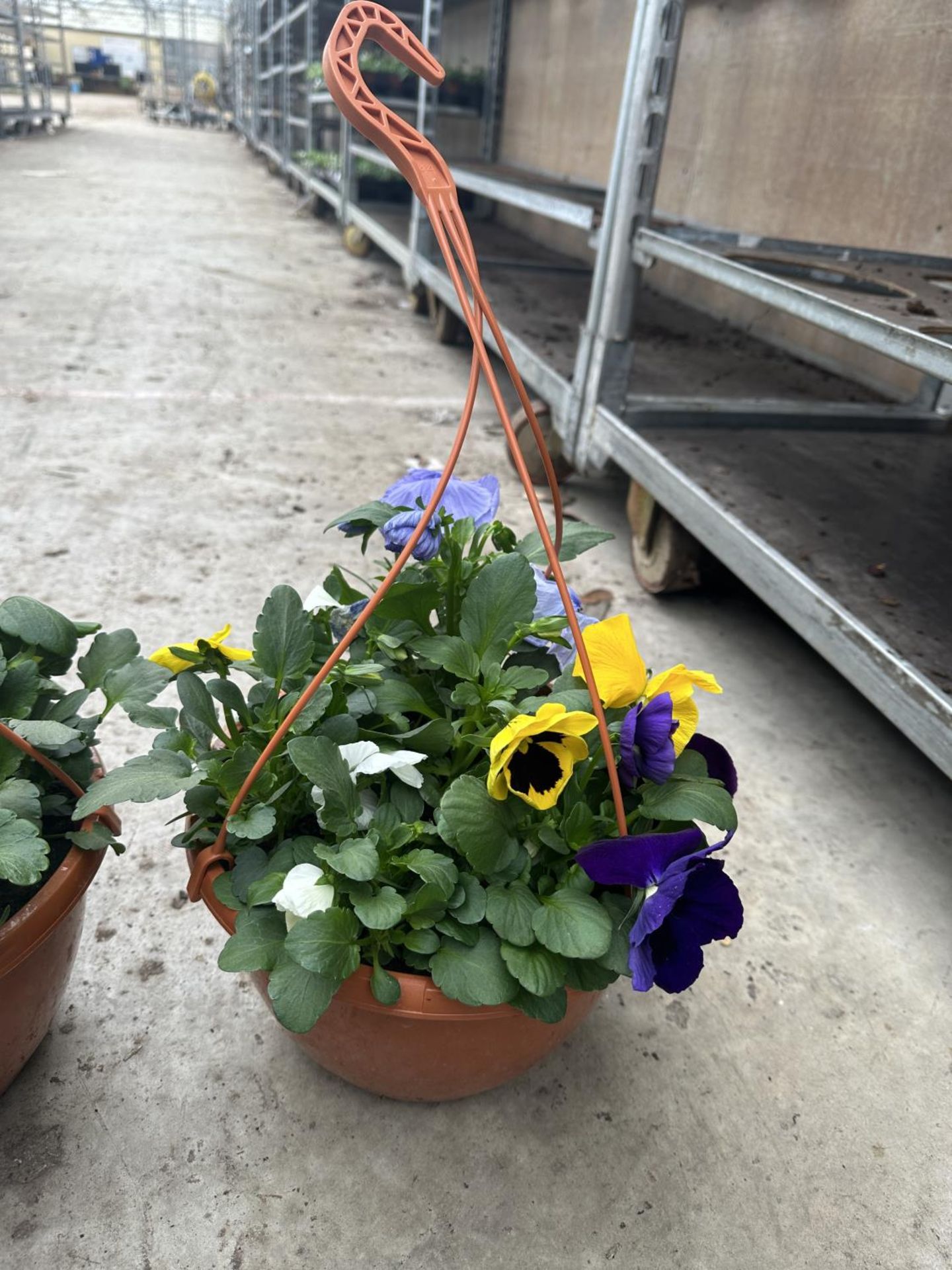 FIVE PANSY HANGING BASKETS TO BE SOLD FOR THE FIVE PLUS VAT - Image 2 of 3