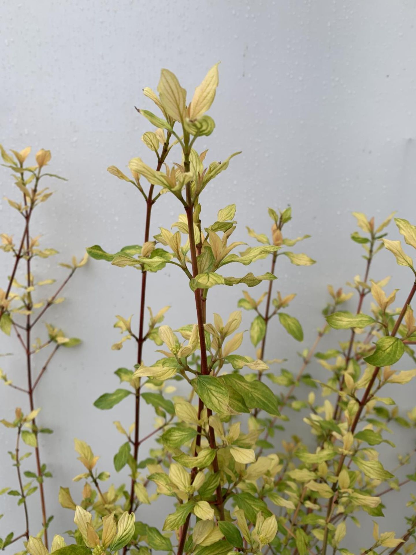 TWO CORNUS SANGUINEA 'MIDWINTER FIRE' IN 4 LTR POTS APPROX 90CM IN HEIGHT PLUS VAT TO BE SOLD FOR - Image 6 of 6