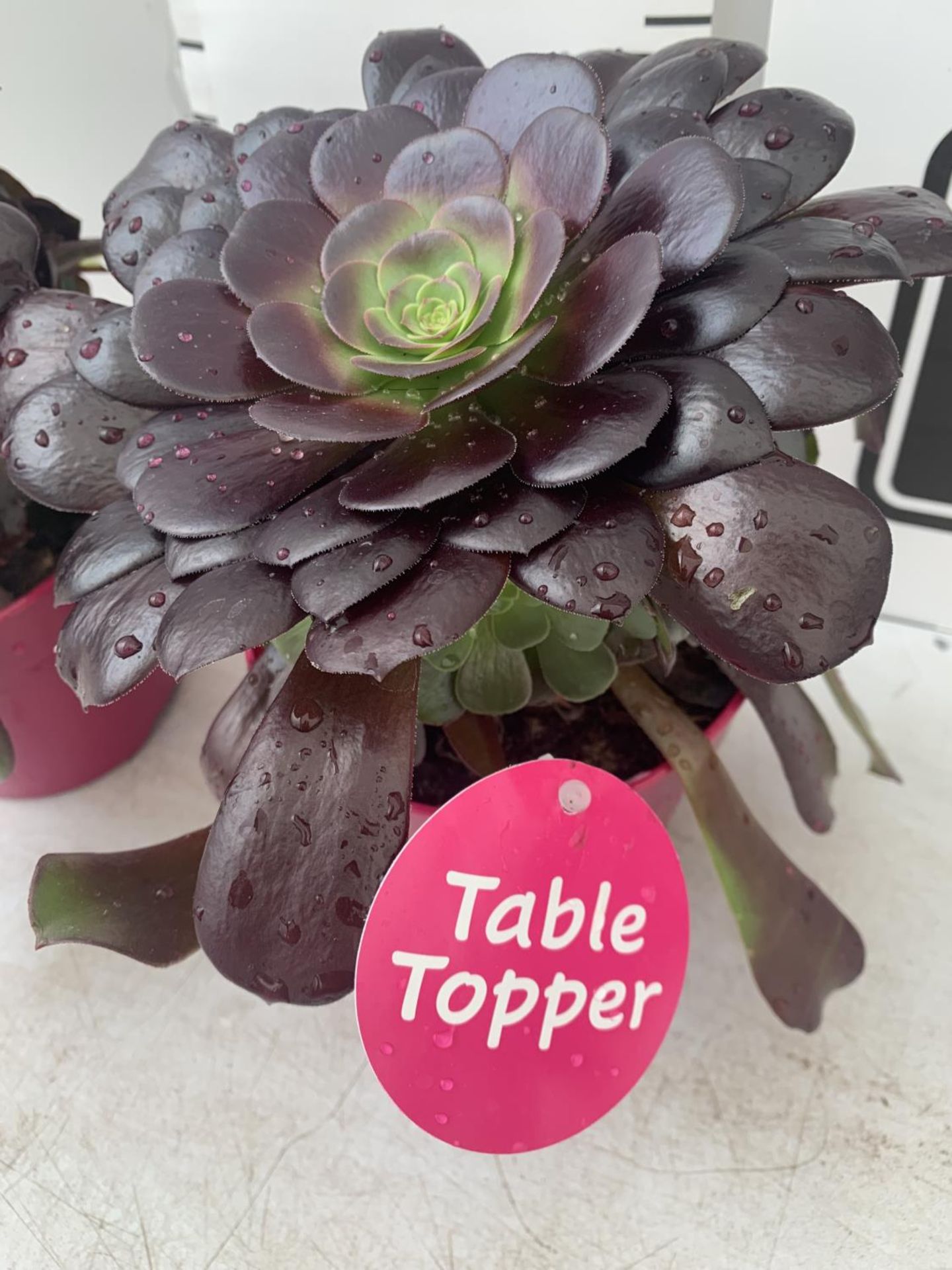 TWO AEONIUM ARBOREUM VELOURS IN 1 LTR POTS APPROX 30CM IN HEIGHT PLUS VAT TO BE SOLD FOR THE TWO - Image 4 of 5