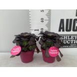 TWO AEONIUM ARBOREUM VELOURS IN 1 LTR POTS 25CM IN HEIGHT PLUS VAT TO BE SOLD FOR THE TWO