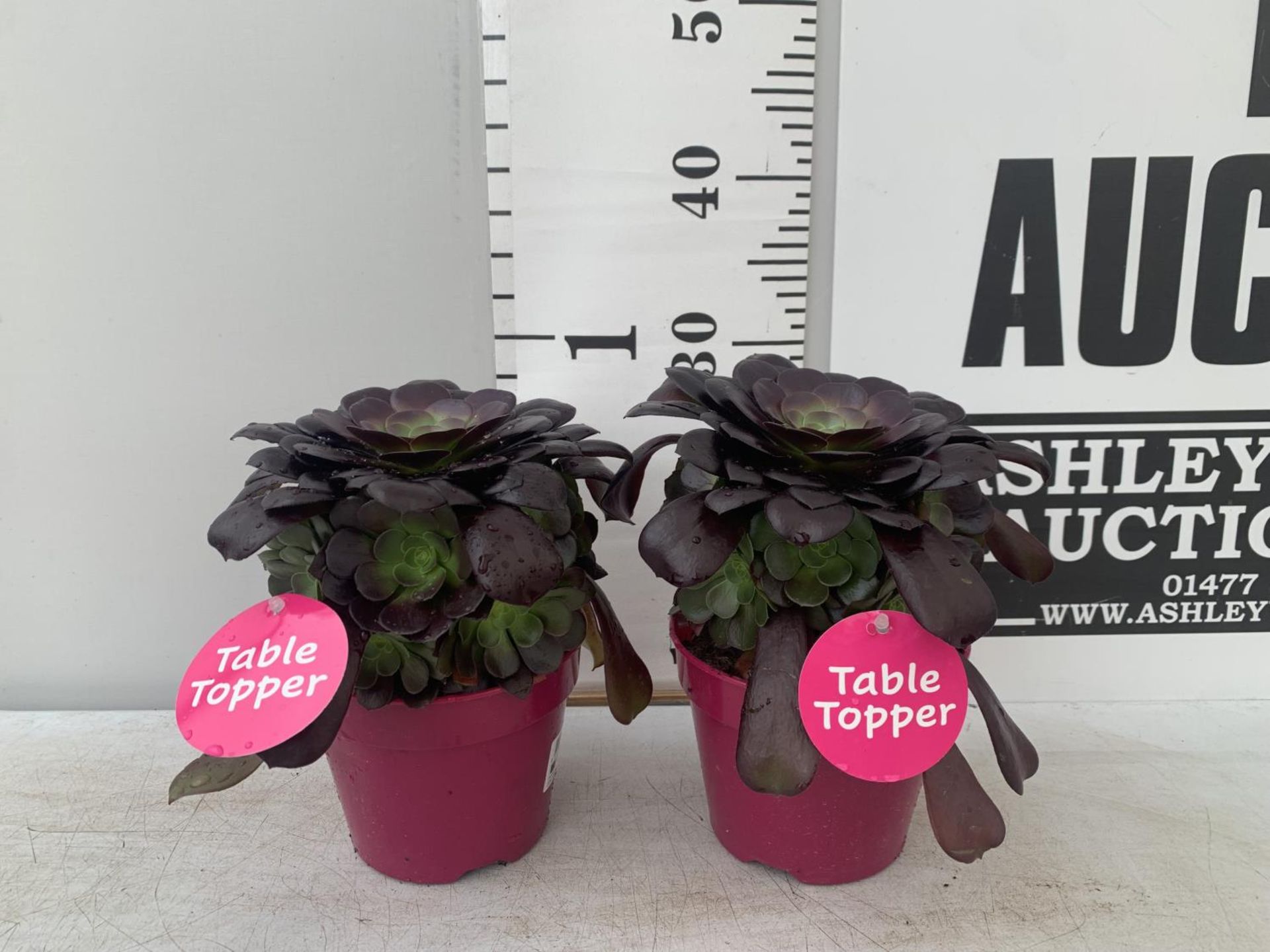 TWO AEONIUM ARBOREUM VELOURS IN 1 LTR POTS 25CM IN HEIGHT PLUS VAT TO BE SOLD FOR THE TWO