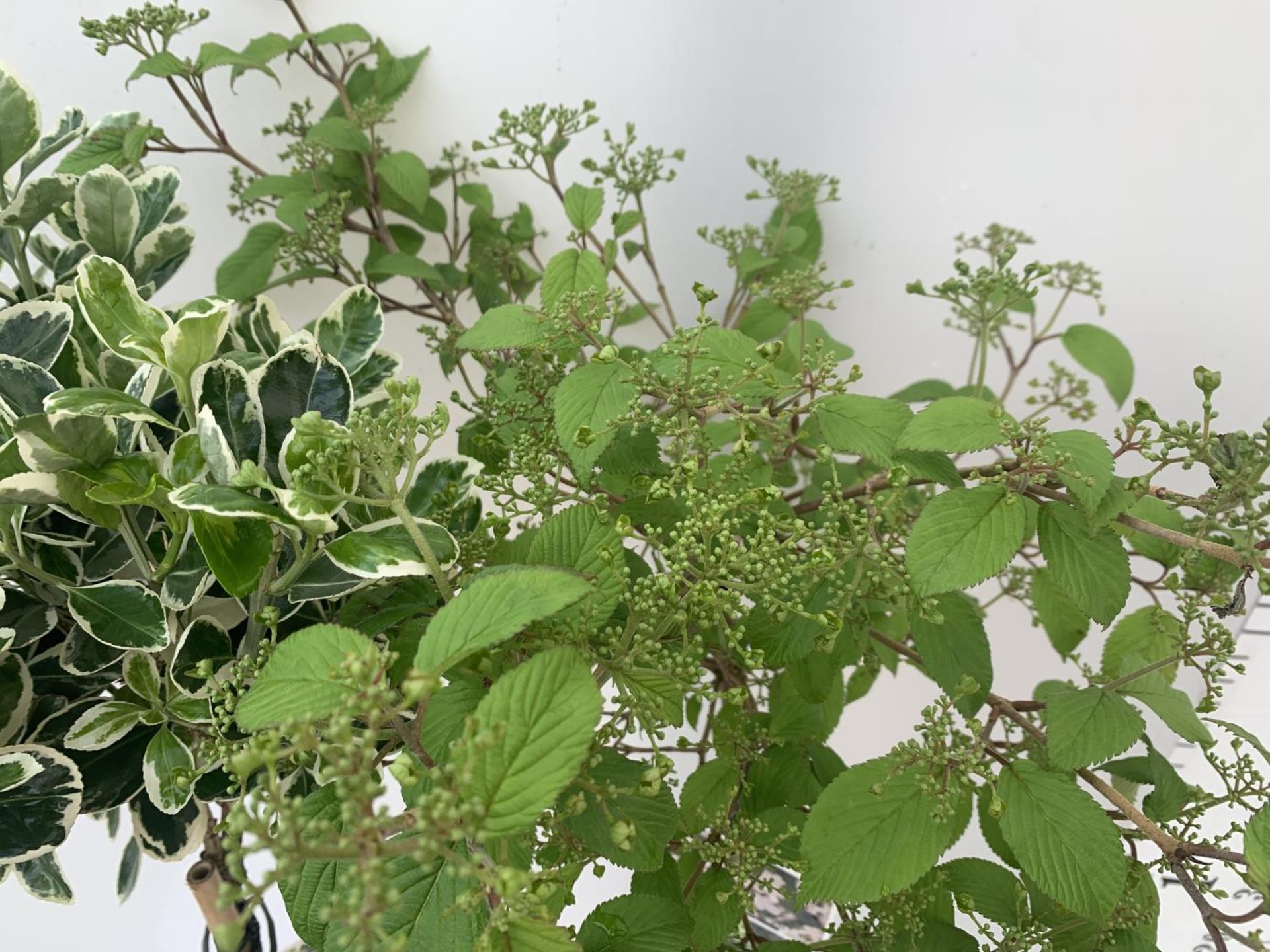 MIXED LOT OF ONE STANDARD VIBURNUM PLICATUM 'WATANBE' AND ONE EUONYMUS JAPONICUS 'KATHY' BOTH IN 3 - Image 4 of 7