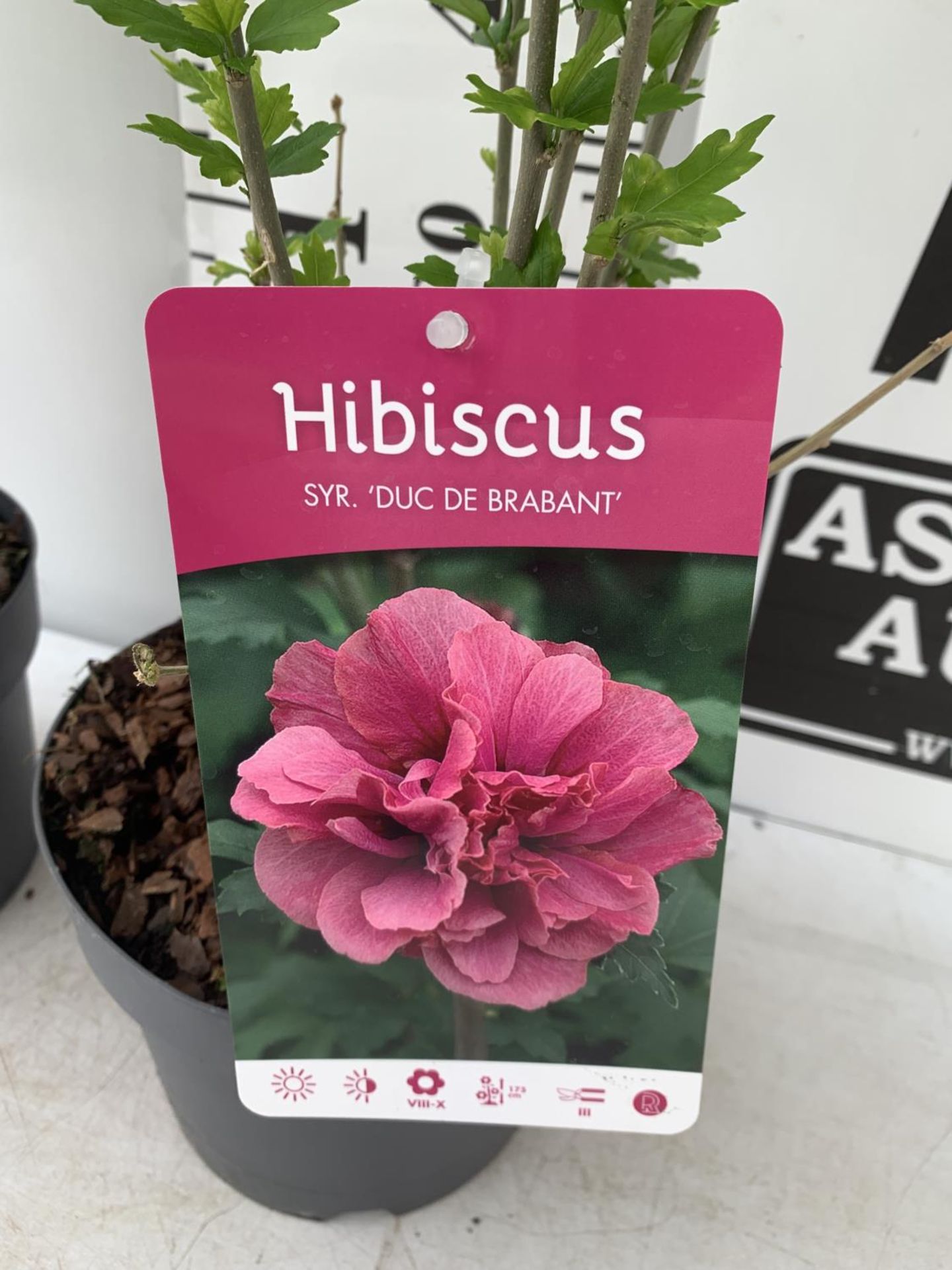 TWO HIBISCUS SYRIACUS PINK 'DUC DE BRABANT' AND 'ARDENS' LIGHT PURPLE APPROX 70CM IN HEIGHT IN 3 LTR - Bild 5 aus 6