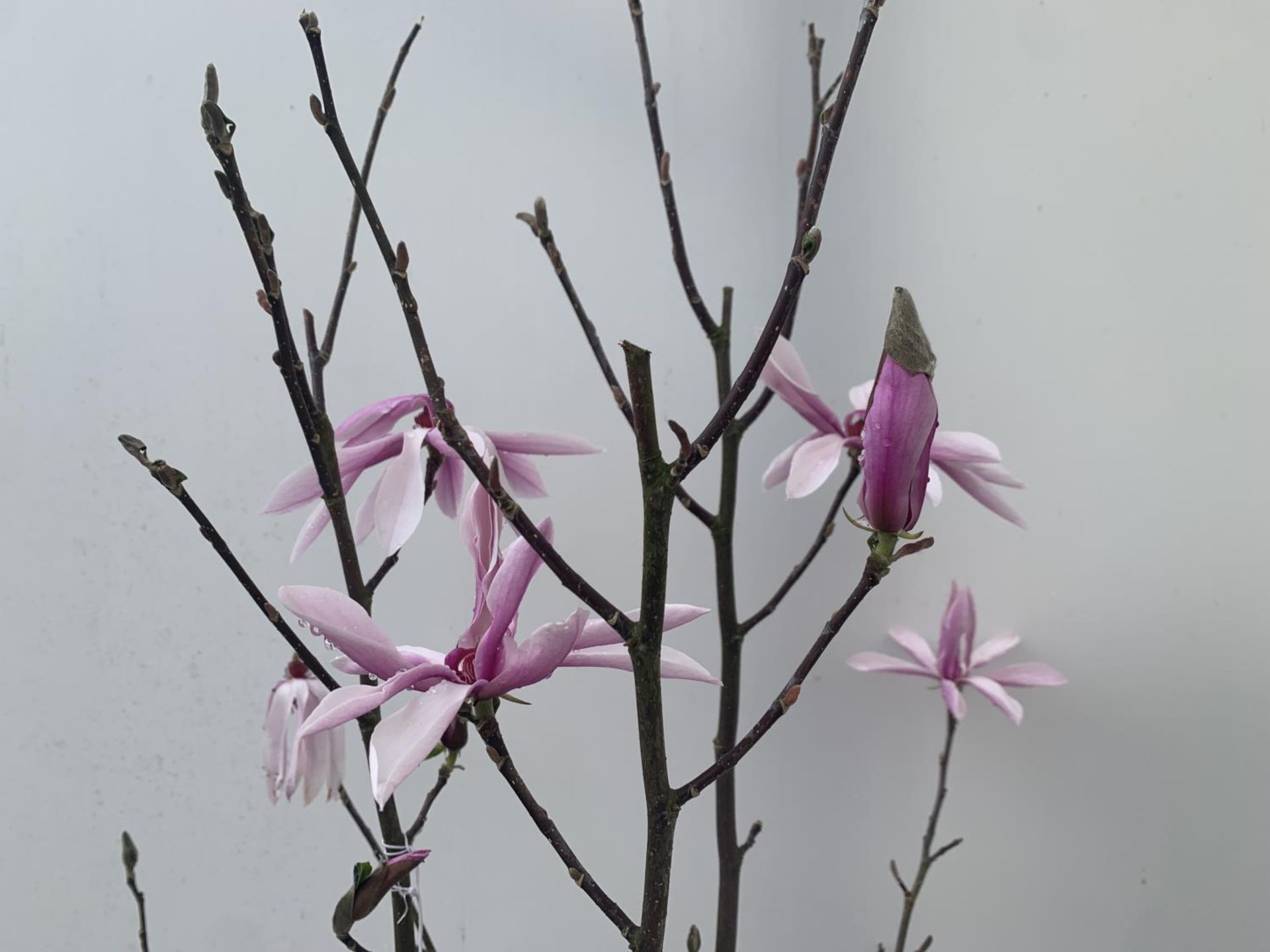 ONE MAGNOLIA 'BETTY' PINK IN A 7 LTR POT APPROX 120CM IN HEIGHT PLUS VAT - Image 3 of 5