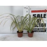 TWO GREEN PHORMIUM TENAX 'CREAM DELIGHT' APPROX 70CM IN HEIGHT IN 3 LTR POTS PLUS VAT TO BE SOLD FOR