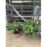 TWO RHODODENDRON XXL PINK/WHITE IN 7.5 LTR POTS HEIGHT 60-70CM TO BE SOLD FOR THE TWO PLUS VAT
