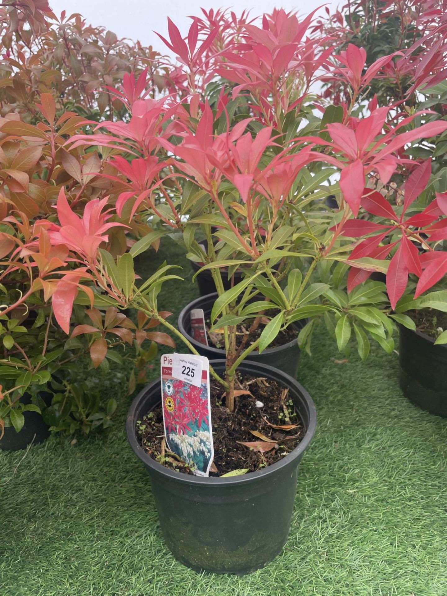 FIVE PIERIS FOREST FLAME 50-60CM TO BE SOLD FOR THE FIVE PLUS VAT - Image 2 of 4