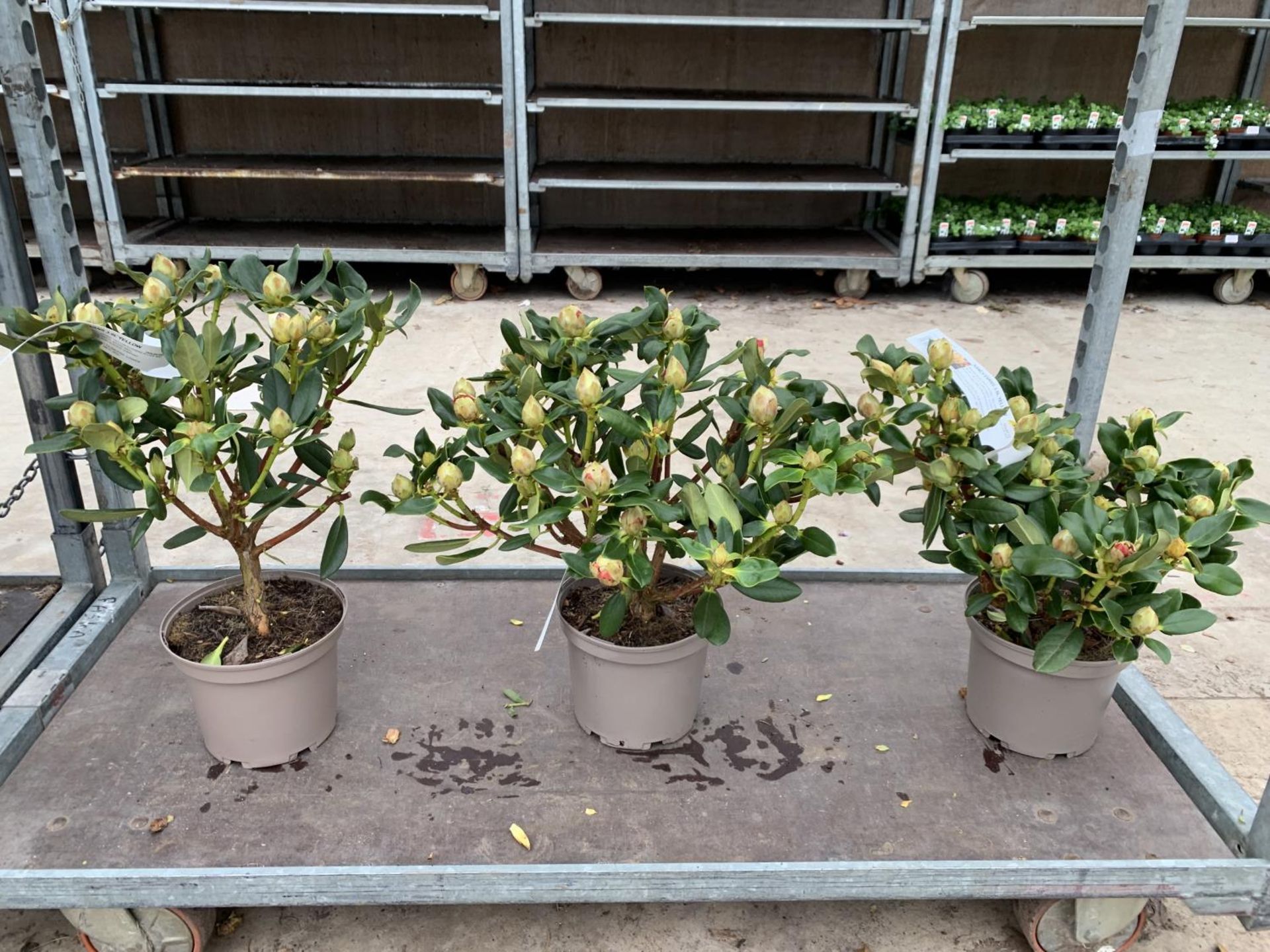 THREE RHODODENDRON NANCY EVANS IN 3 LTR POTS HEIGHT 50CM TO BE SOLD FOR THE THREE PLUS VAT