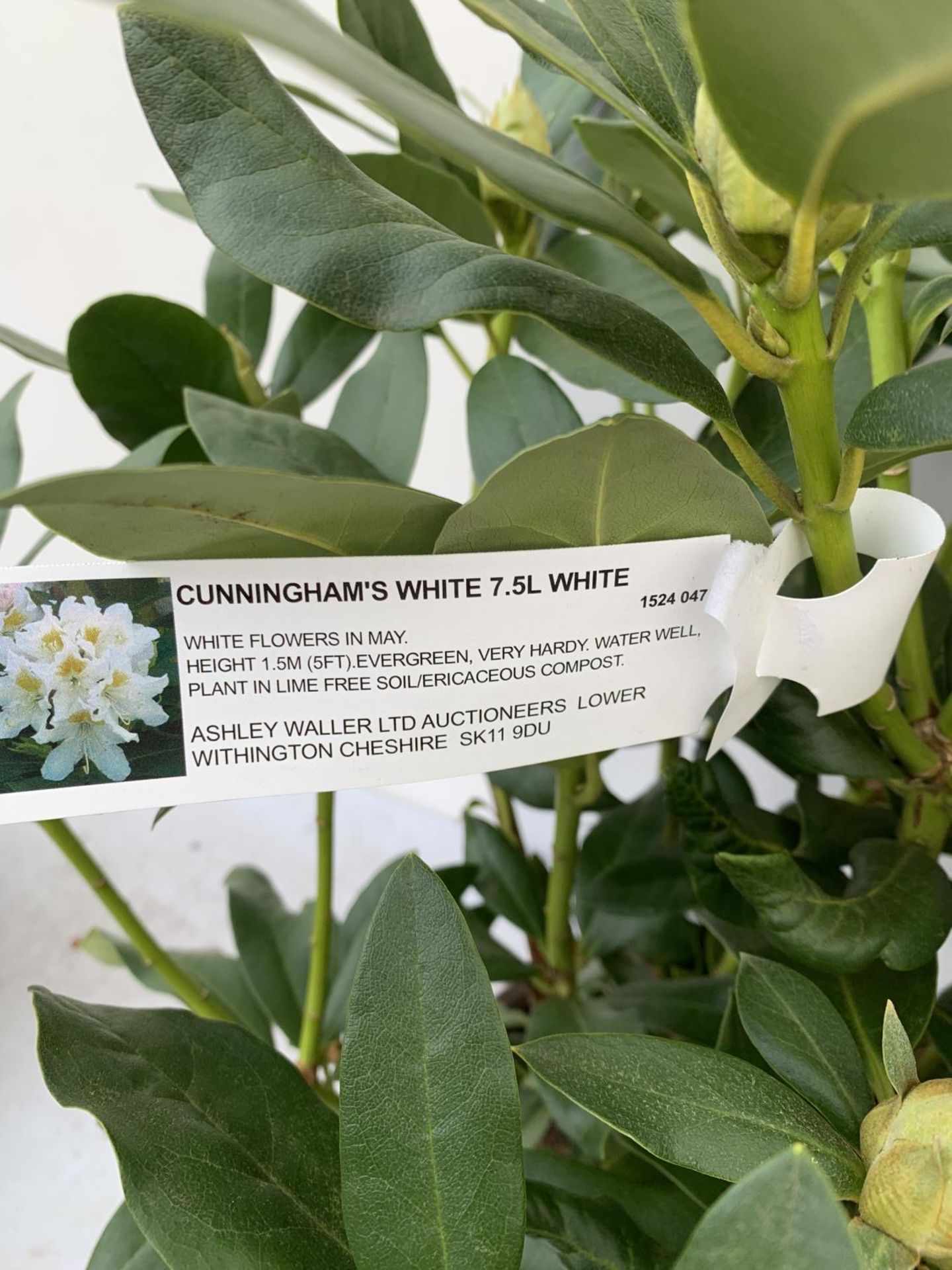 TWO LARGE RHODODENDRONS CUNNINGHAM'S WHITE IN 7.5 LTR POTS APPROX 70CM IN HEIGHT PLUS VAT TO BE SOLD - Image 4 of 6