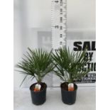 TWO CHAMAEROPS HUMILIS HARDY IN 3 LTR POTS APPROX 70CM IN HEIGHT PLUS VAT TO BE SOLD FOR THE TWO
