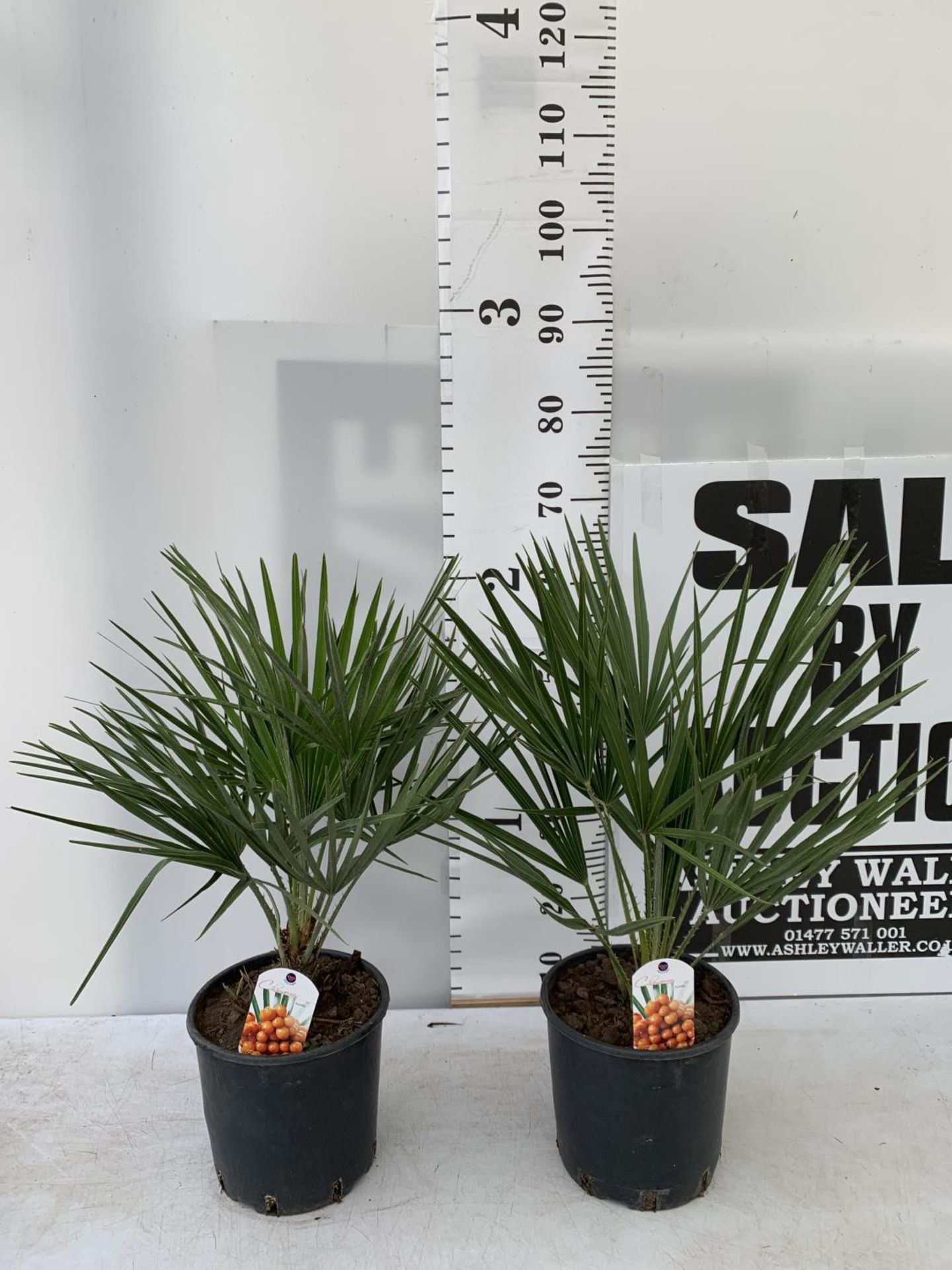 TWO CHAMAEROPS HUMILIS HARDY IN 3 LTR POTS APPROX 70CM IN HEIGHT PLUS VAT TO BE SOLD FOR THE TWO