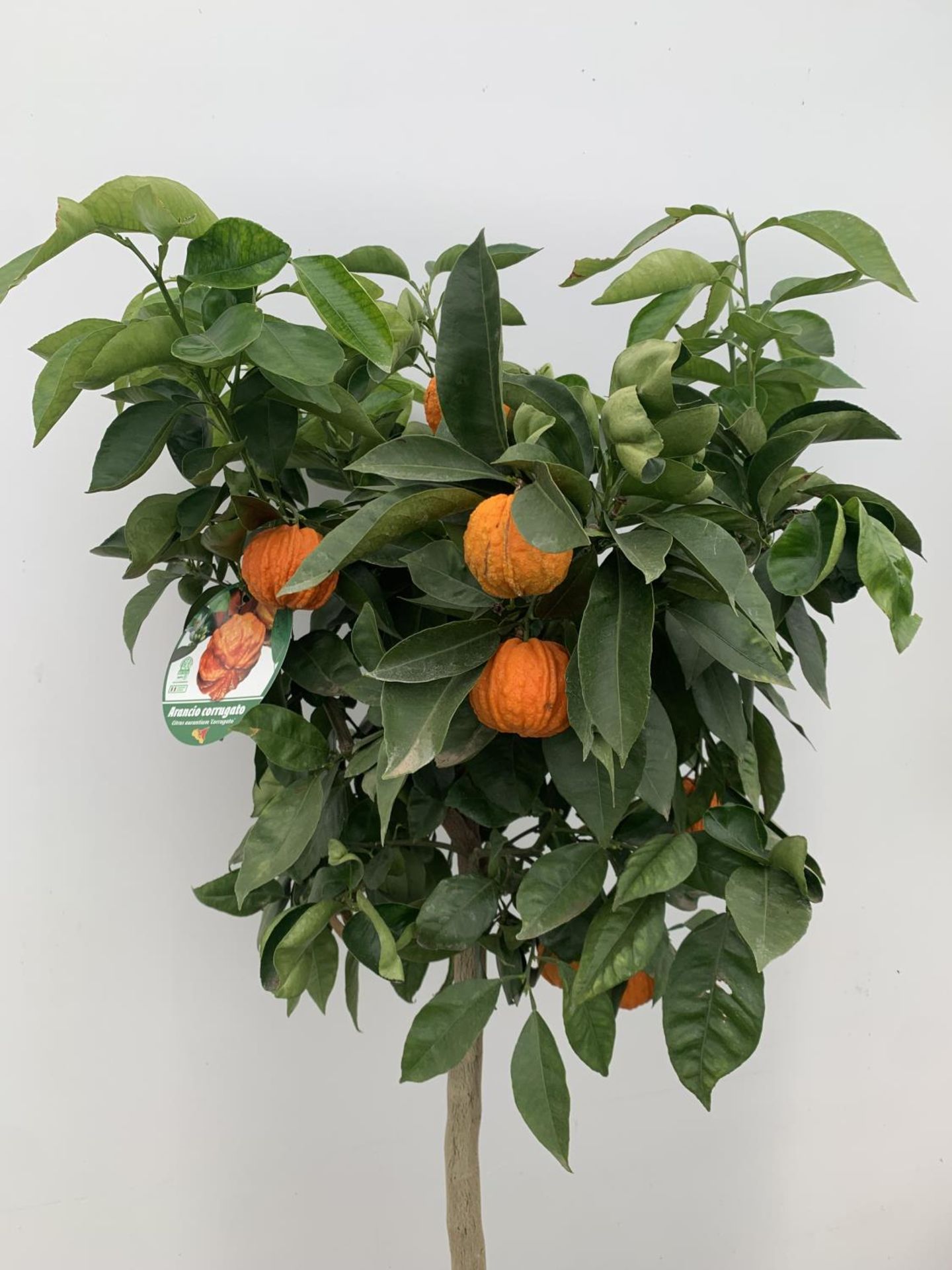 ONE ARANCIO CORRUGATO RARE CITRUS ORANGE FRUIT TREE WITH FRUIT APPROX 150CM IN HEIGHT IN A 25LTR POT - Image 6 of 9