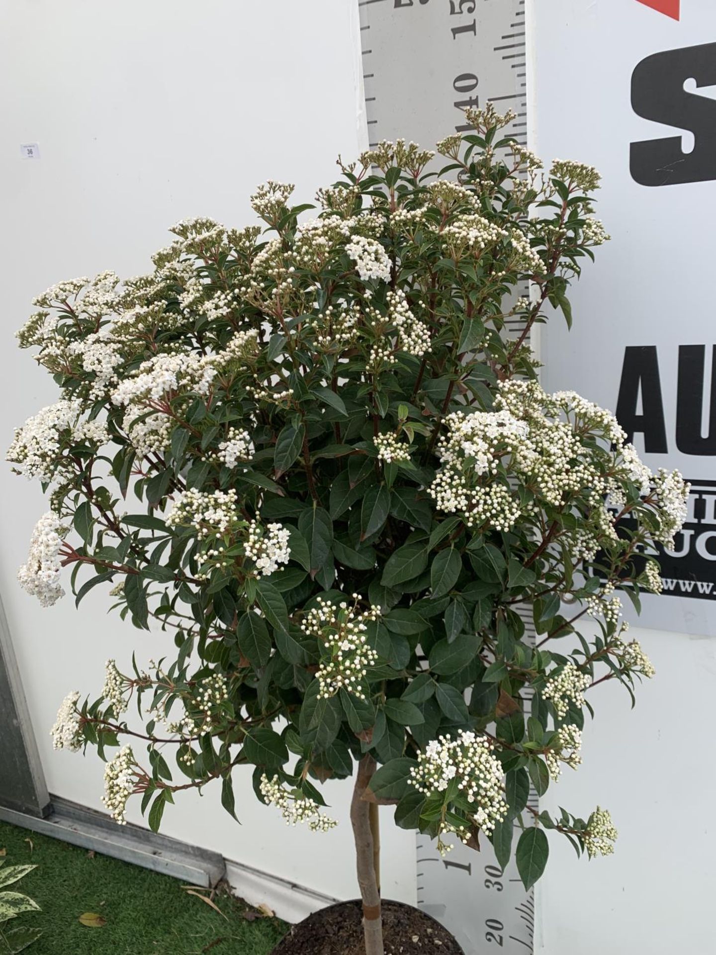 ONE VIBURNUM TINUS STANDARD TREE 'EVE PRICE' APPROX 140CM IN HEIGHT IN A 10 LTR POT PLUS VAT - Image 2 of 7