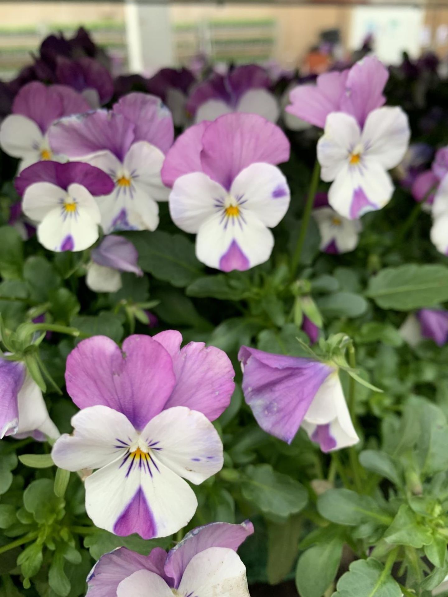 TWENTY EIGHT SIX PACK TRAYS OF VIOLA TO BE SOLD FOR TWENTY EIGHT PLUS VAT - Image 3 of 4